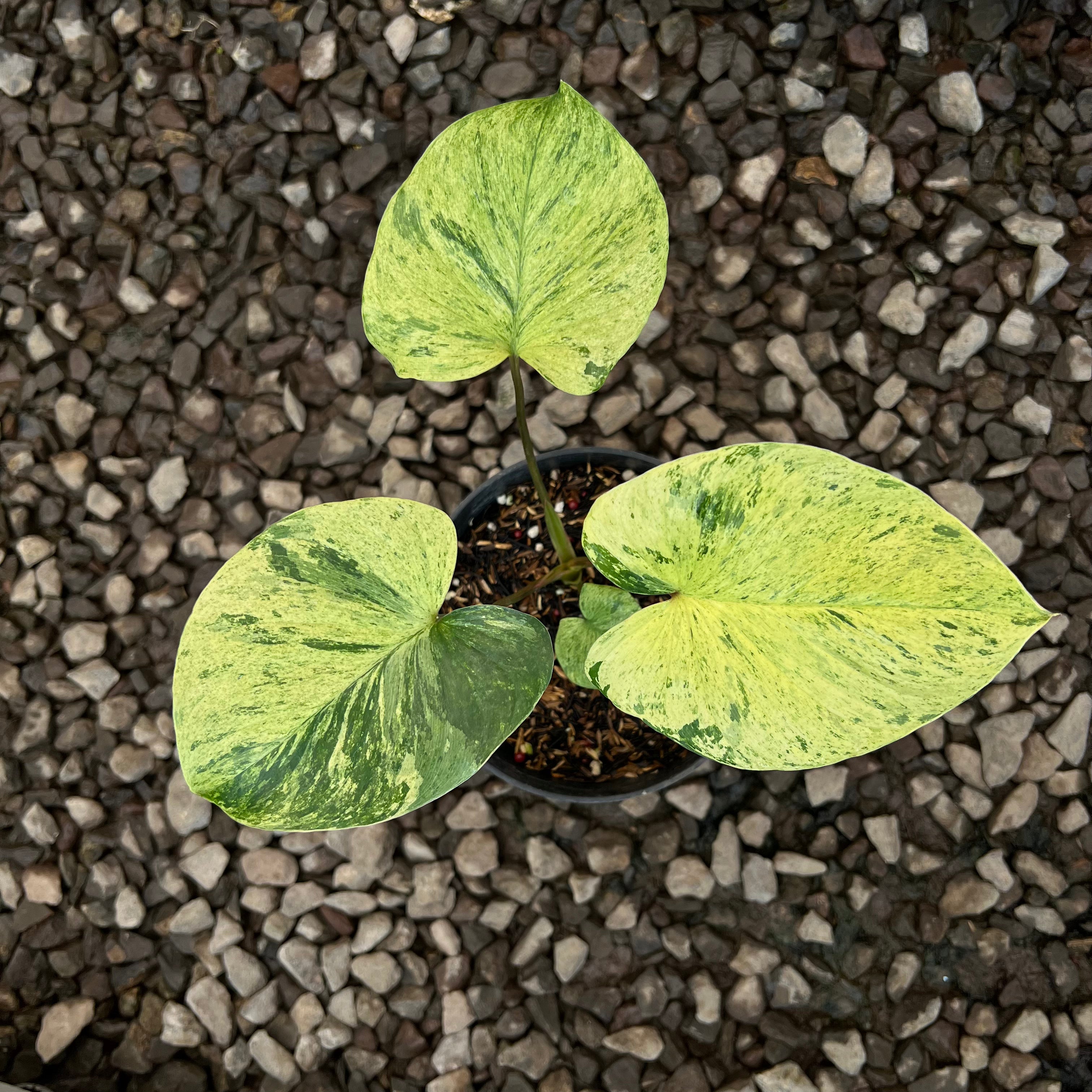 Homalomena Pendula Aurea Variegated