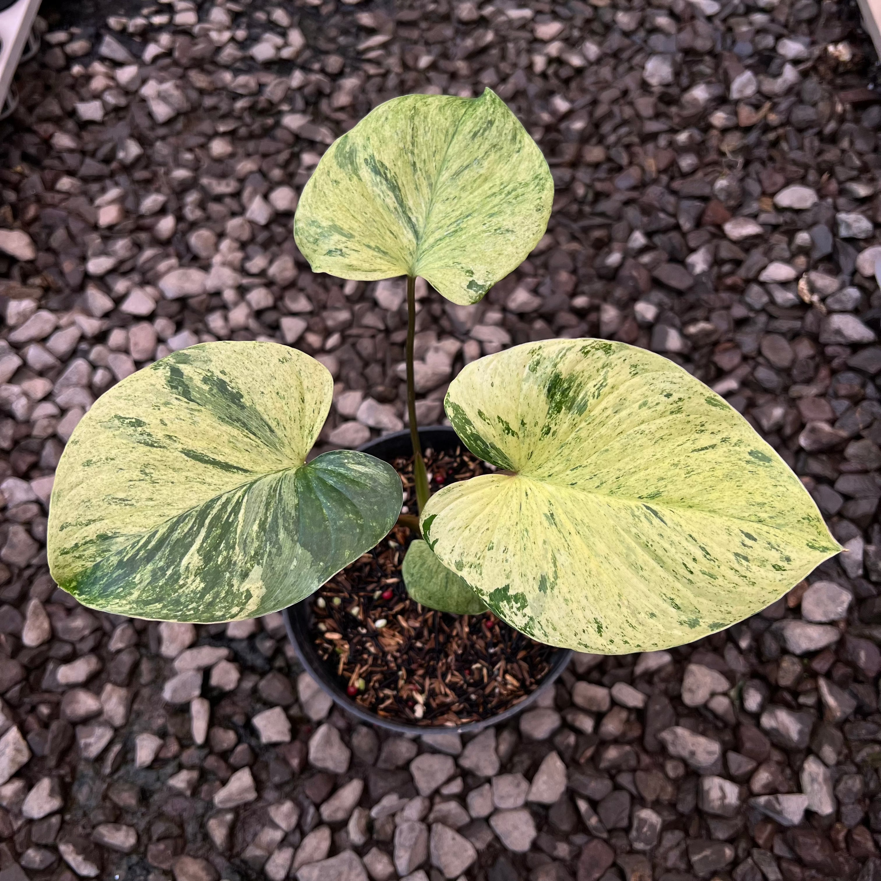 Homalomena Pendula Aurea Variegated