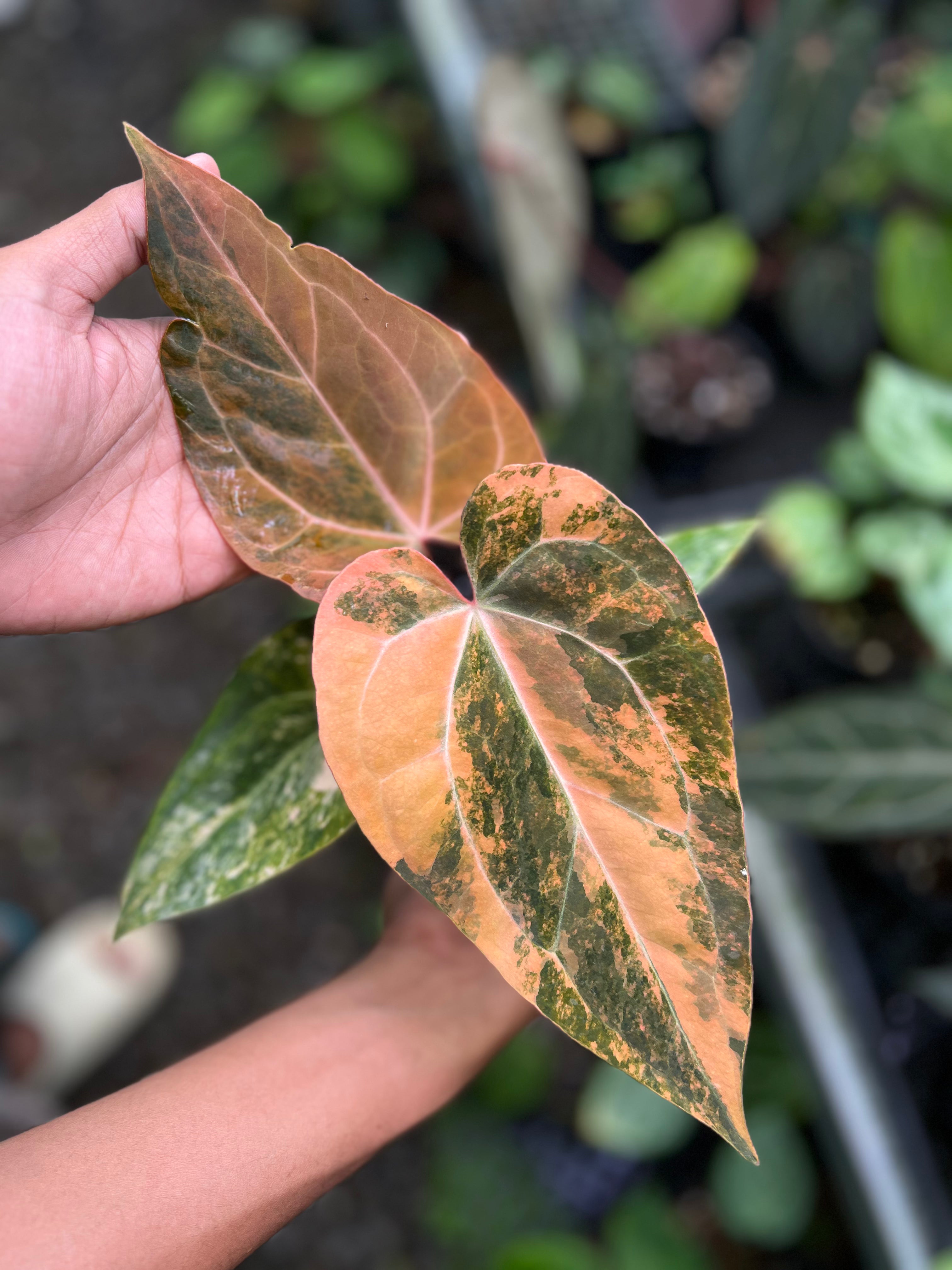 Anthurium Papillilaminum Pink x Twilight Armor