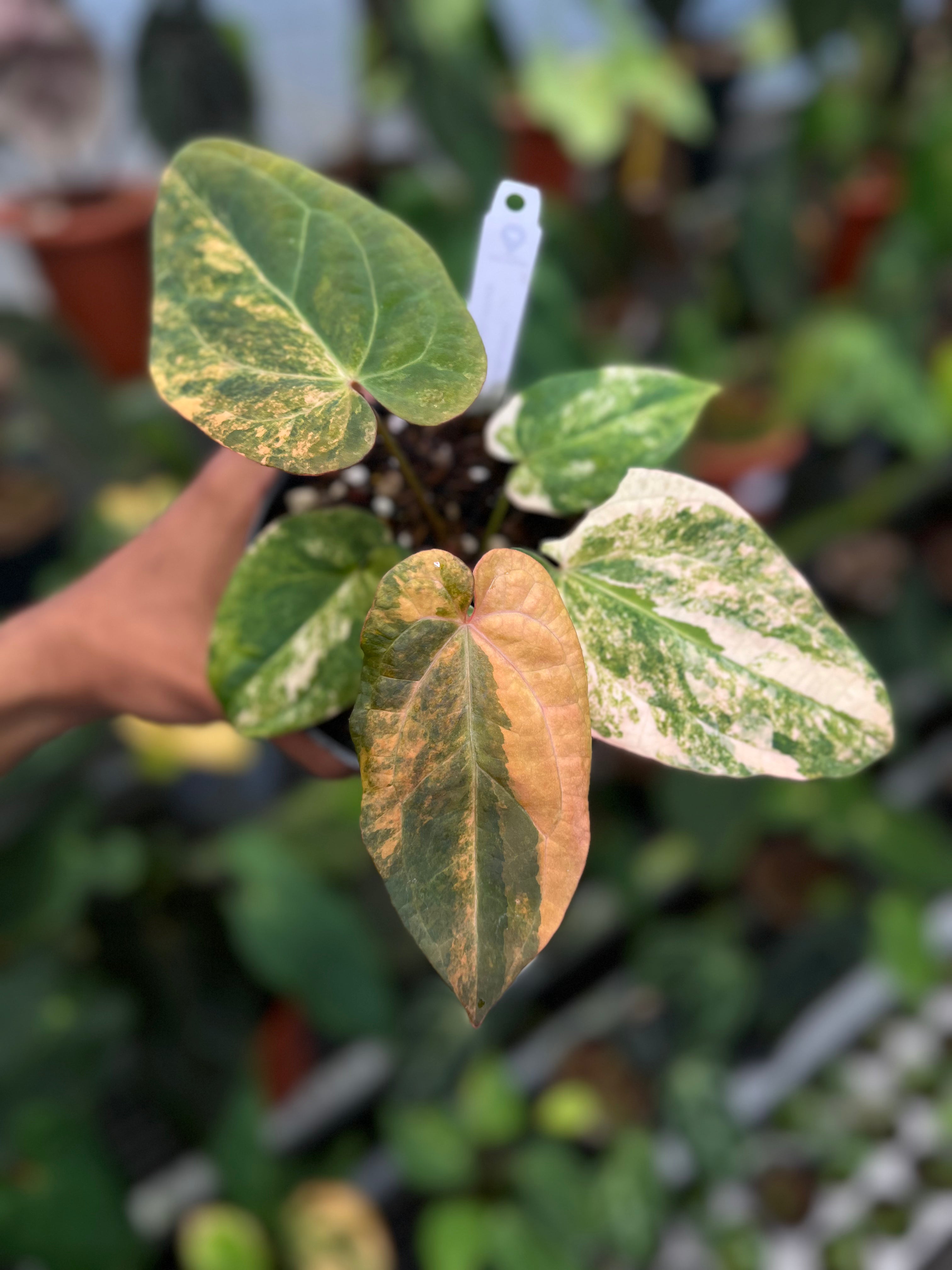 Anthurium (Papillaminum x magnificum) x Night Dragon