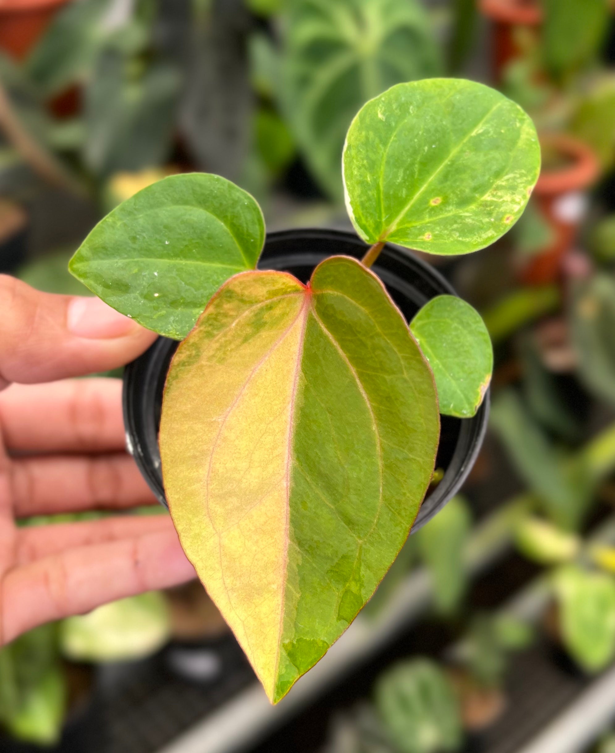 Anthurium Papillilaminum Pink x Red Legacy