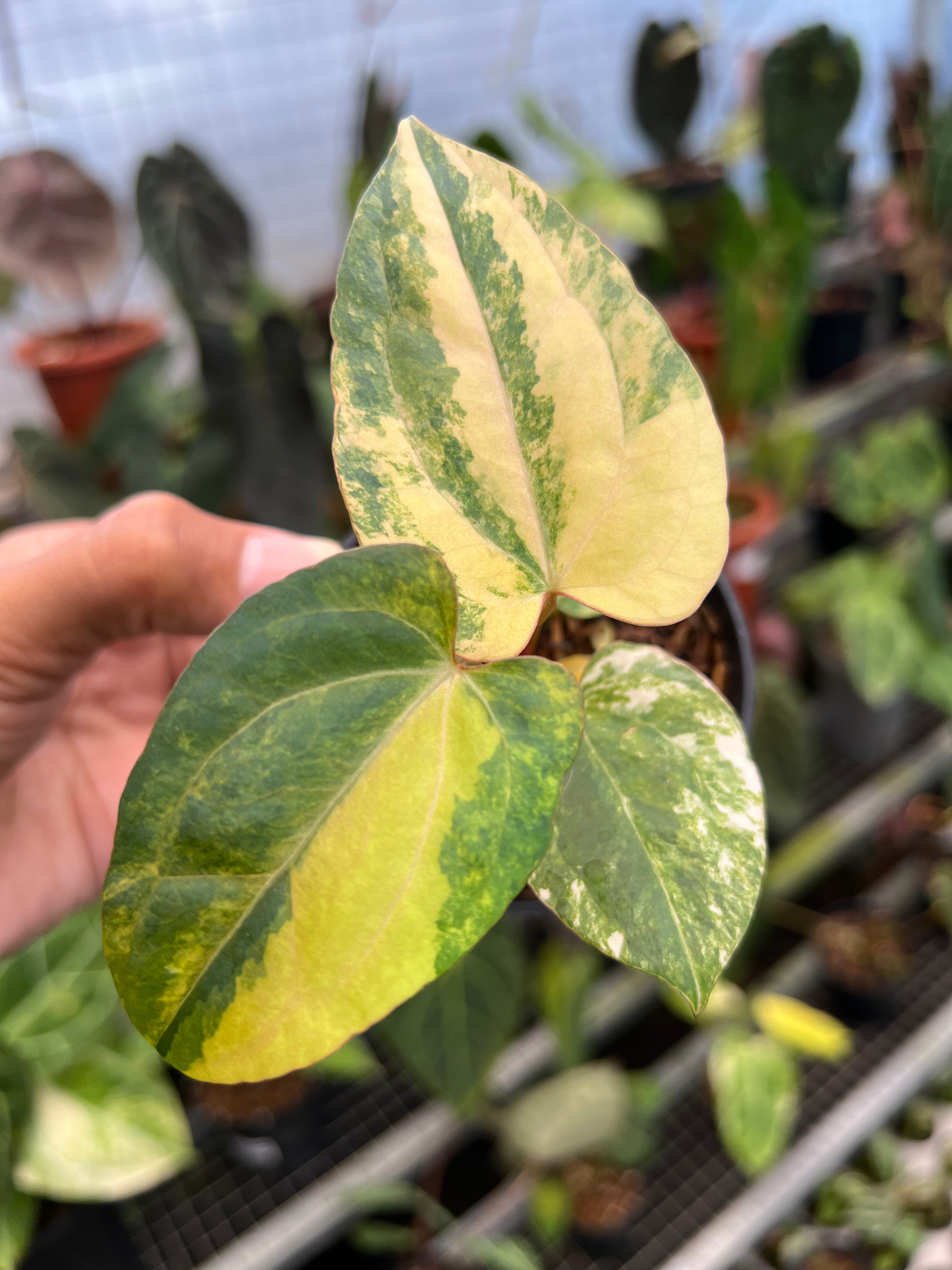 Anthurium Black Venom x Twilight Armor