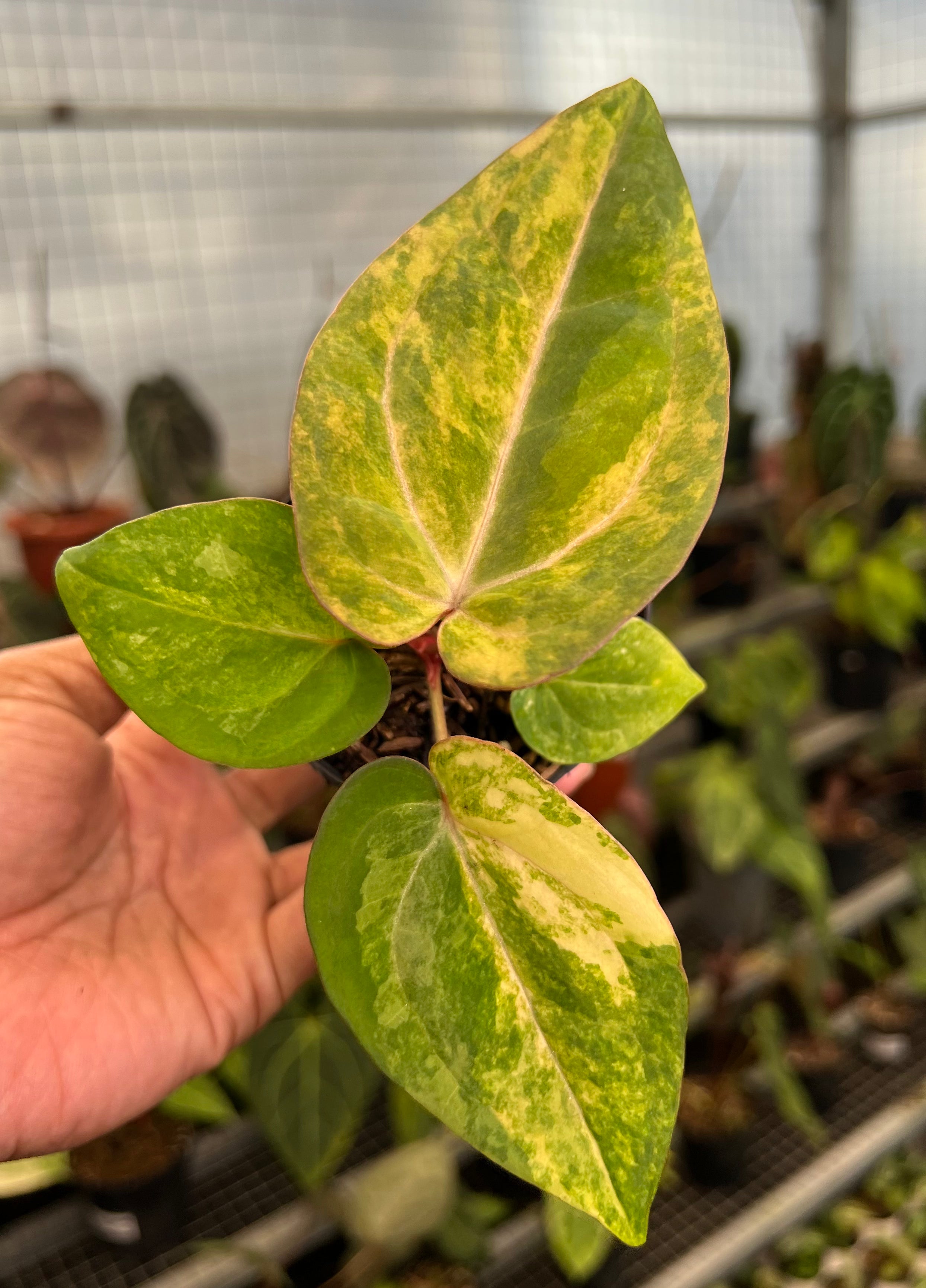Anthurium Papillilamunum Pink x Red Legacy
