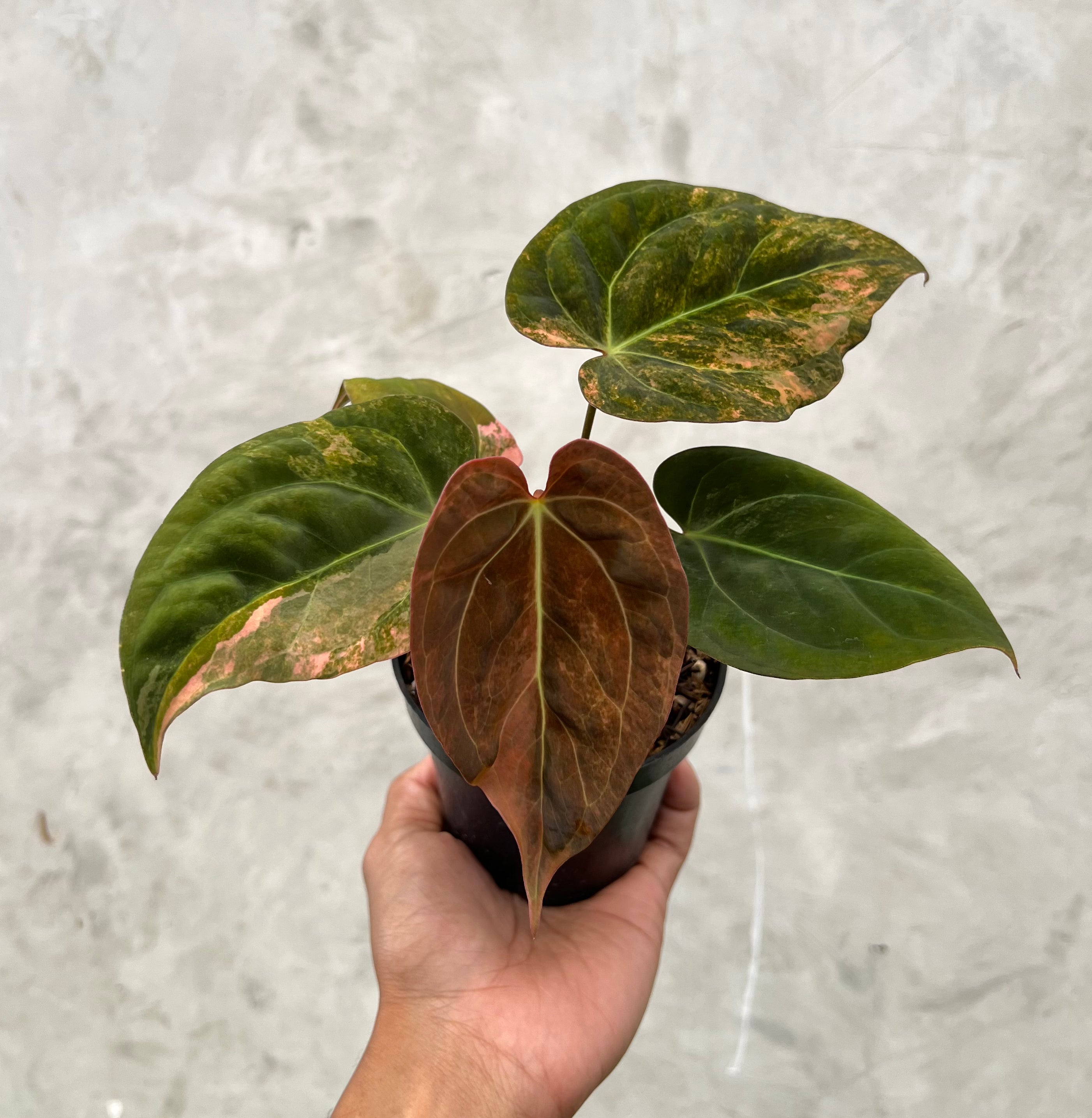 Anthurium Papillilaminum Pink x (Papillilamunum x Red Crystallinum)