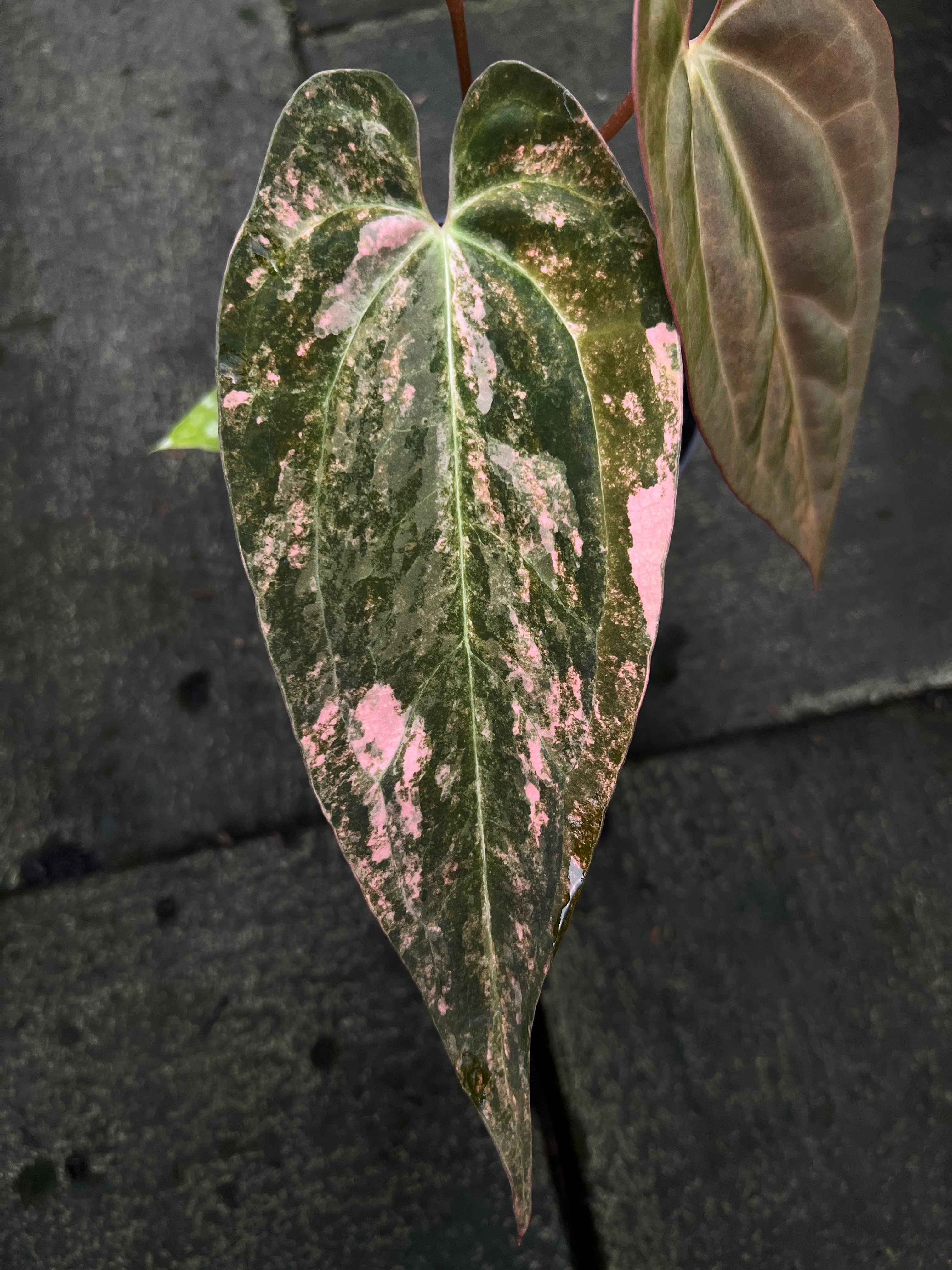 Anthurium Black Venom x Dorito Port