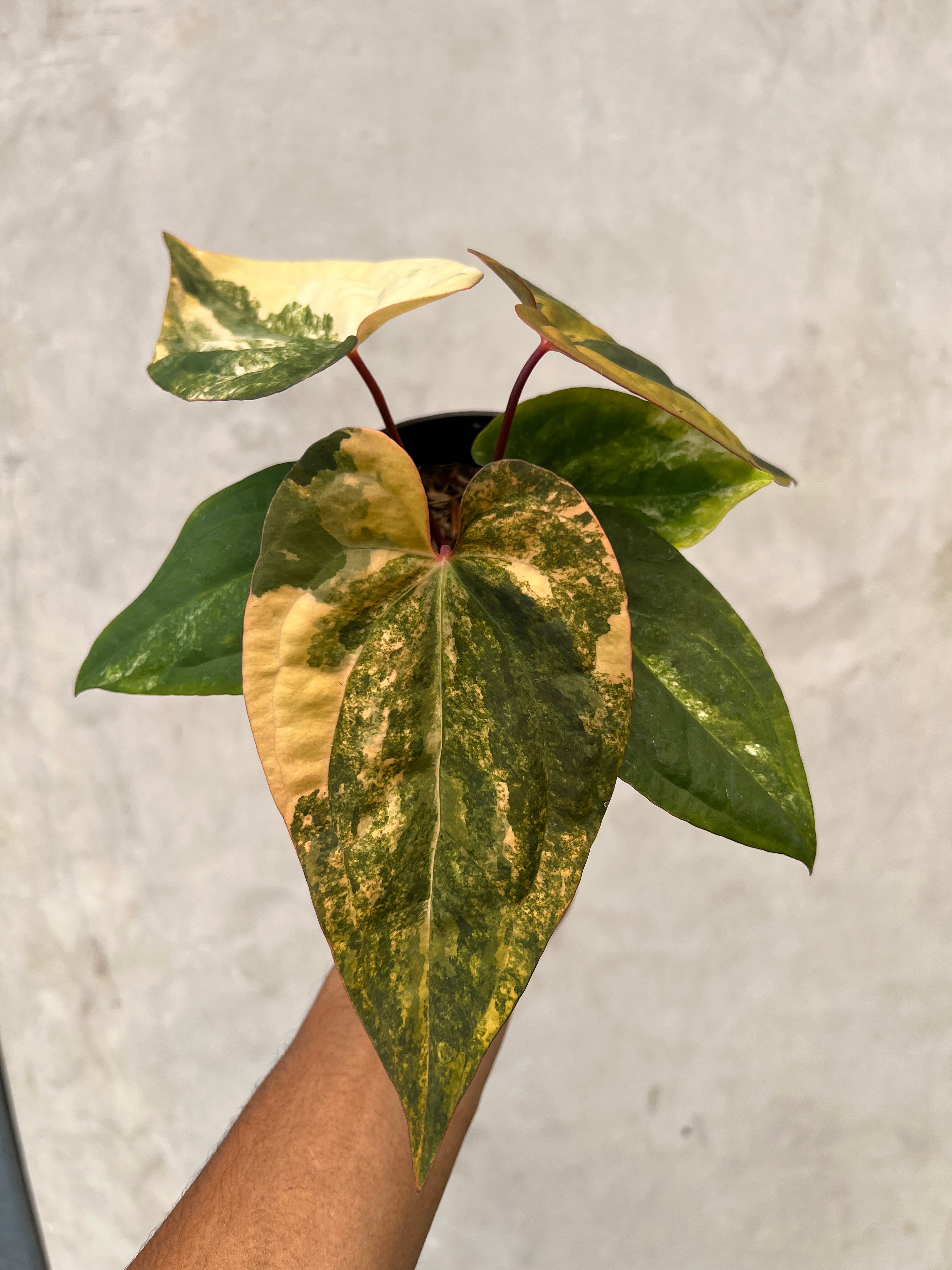 Anthurium Black Venom x RVDP