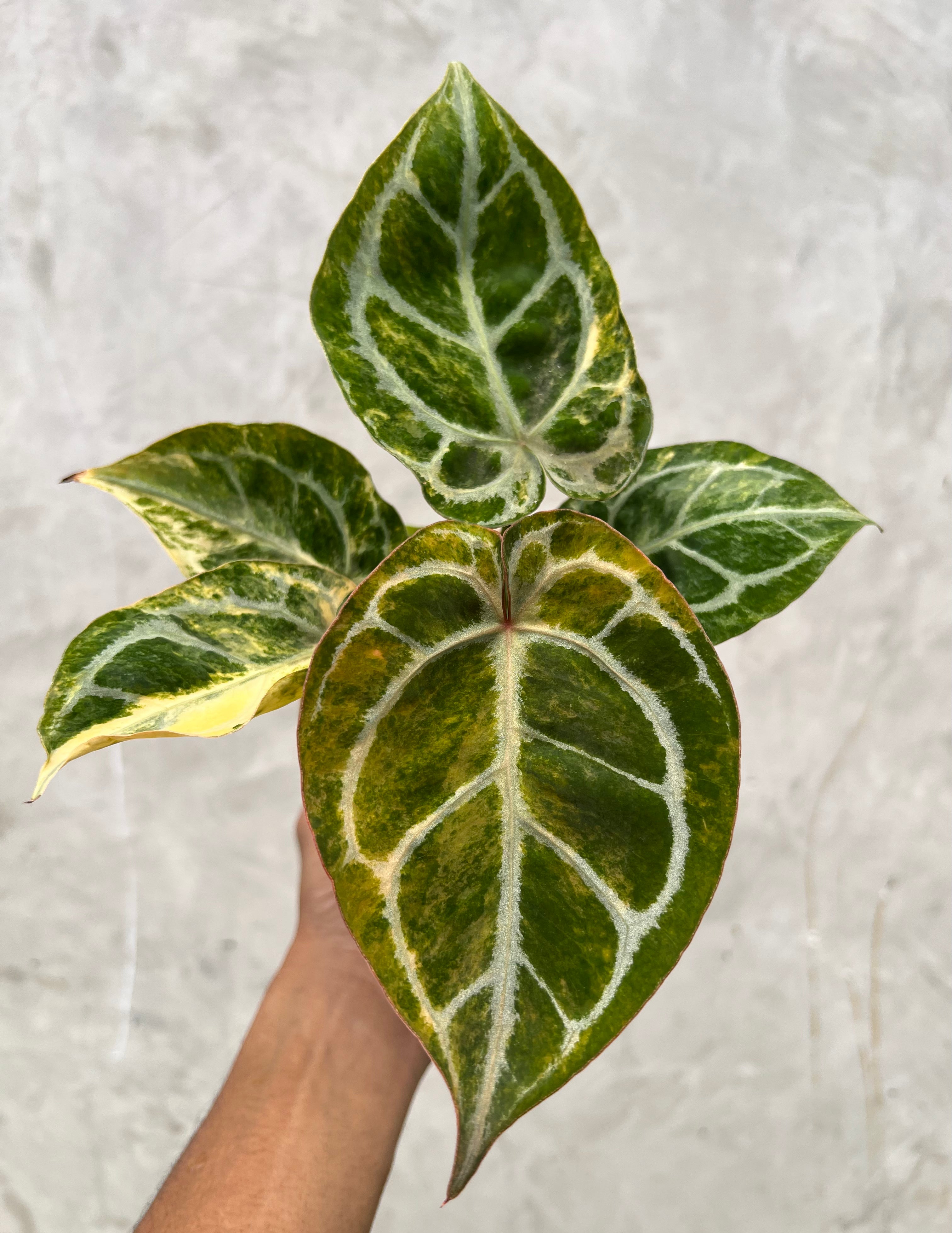 Anthurium Red Space