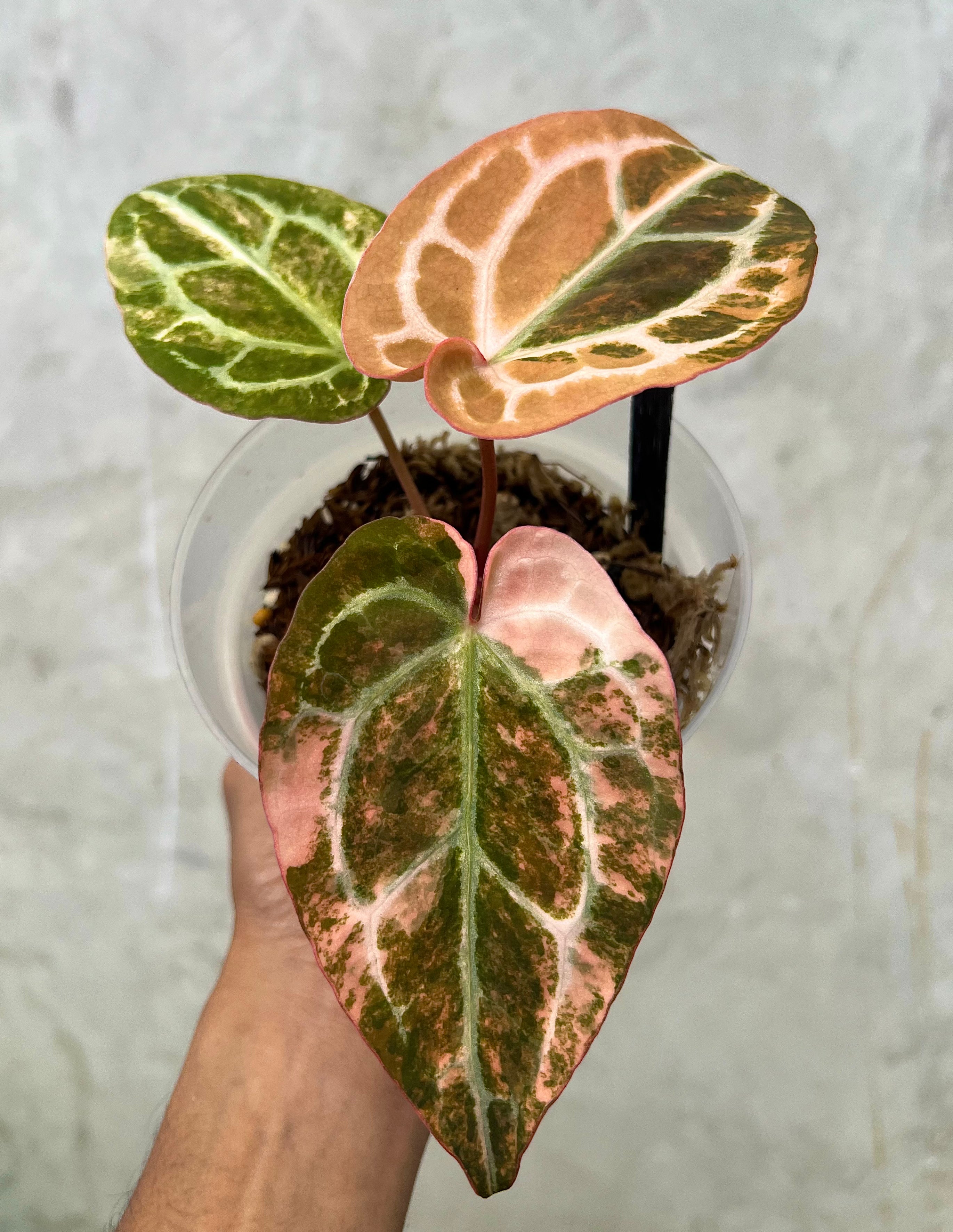 Anthurium Black Venom x RC NSE