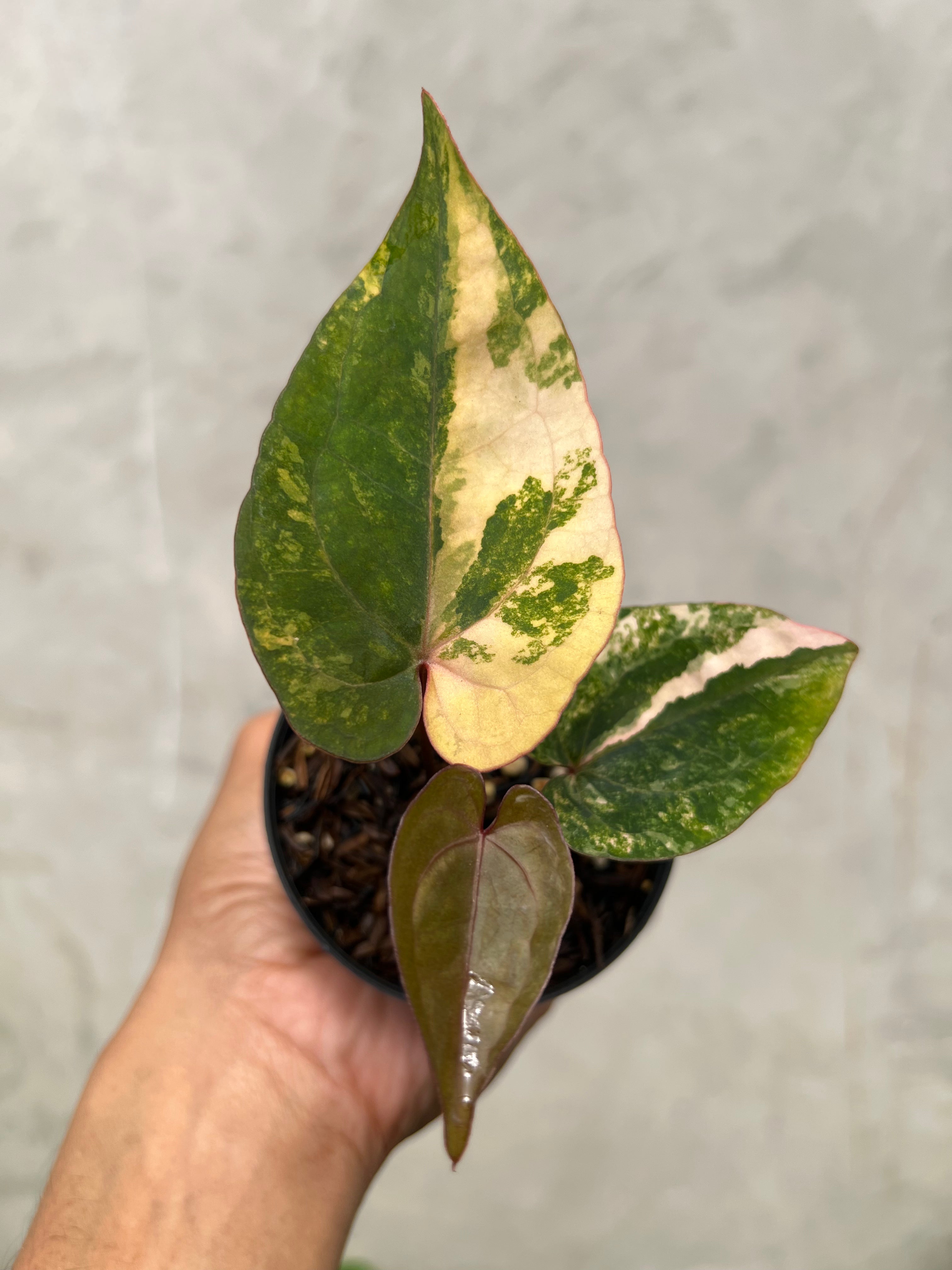 Anthurium Golden Sunrise x RVDP