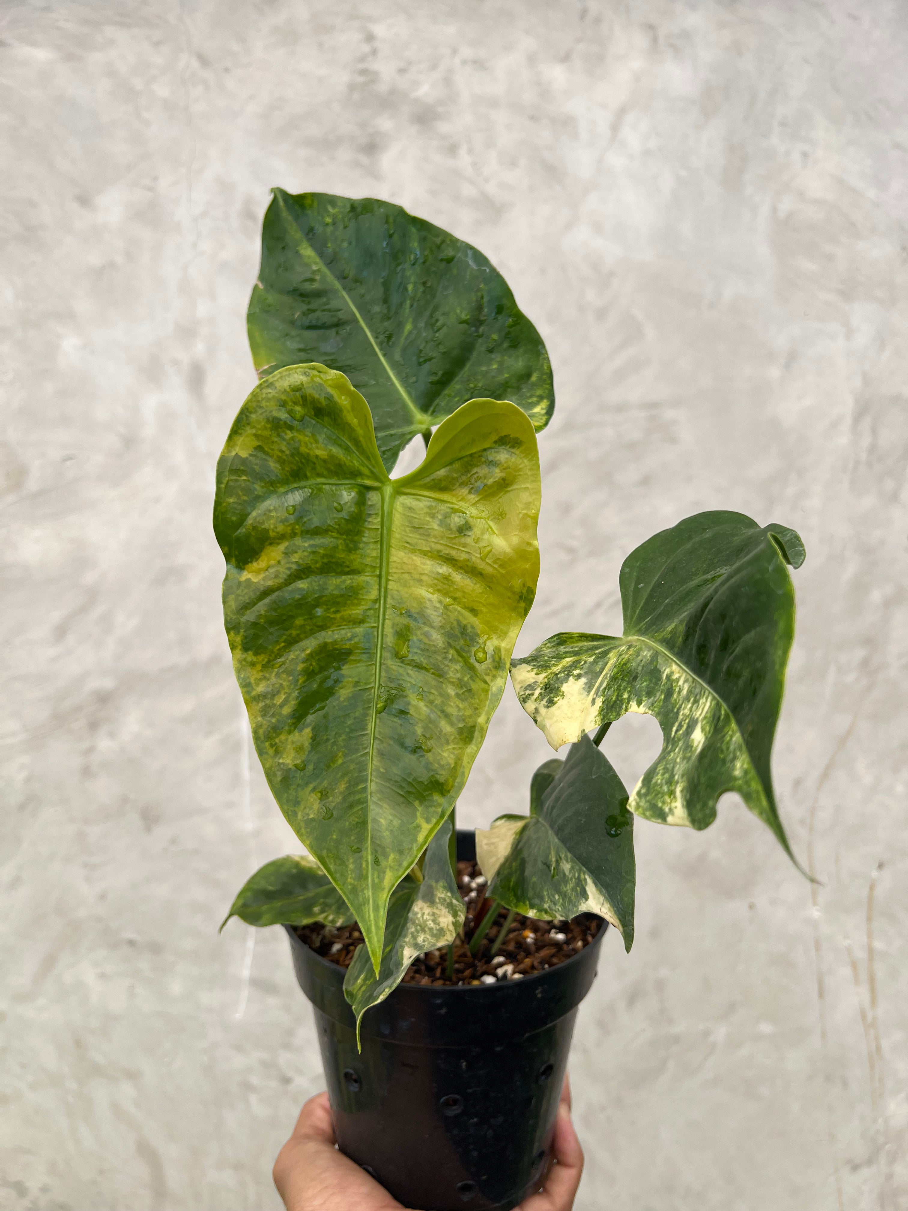 Anthurium Veitchii Variegated