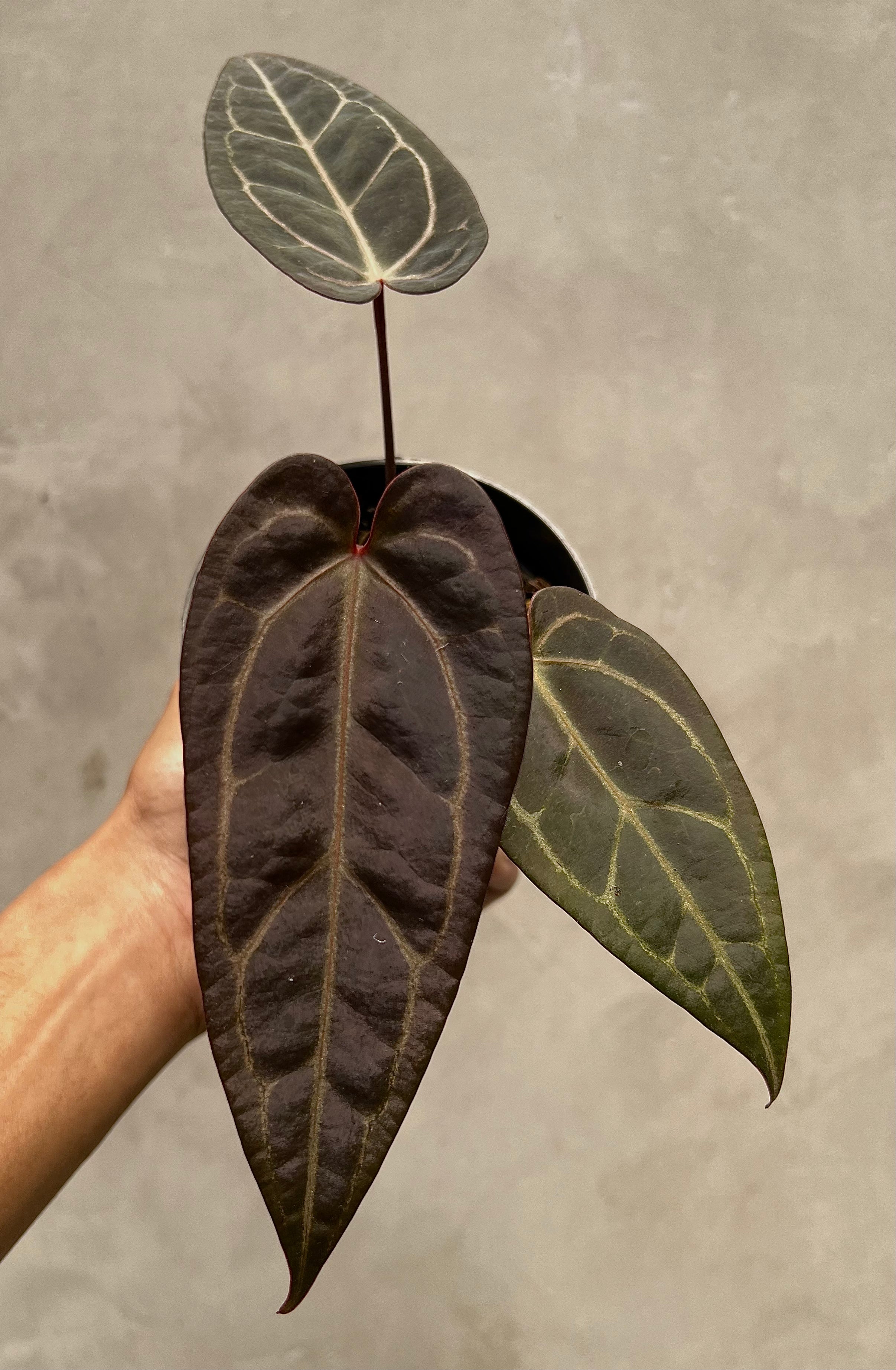 Anthurium (Dark Handsome x Red Velvet Cake) x Michelle Variegated