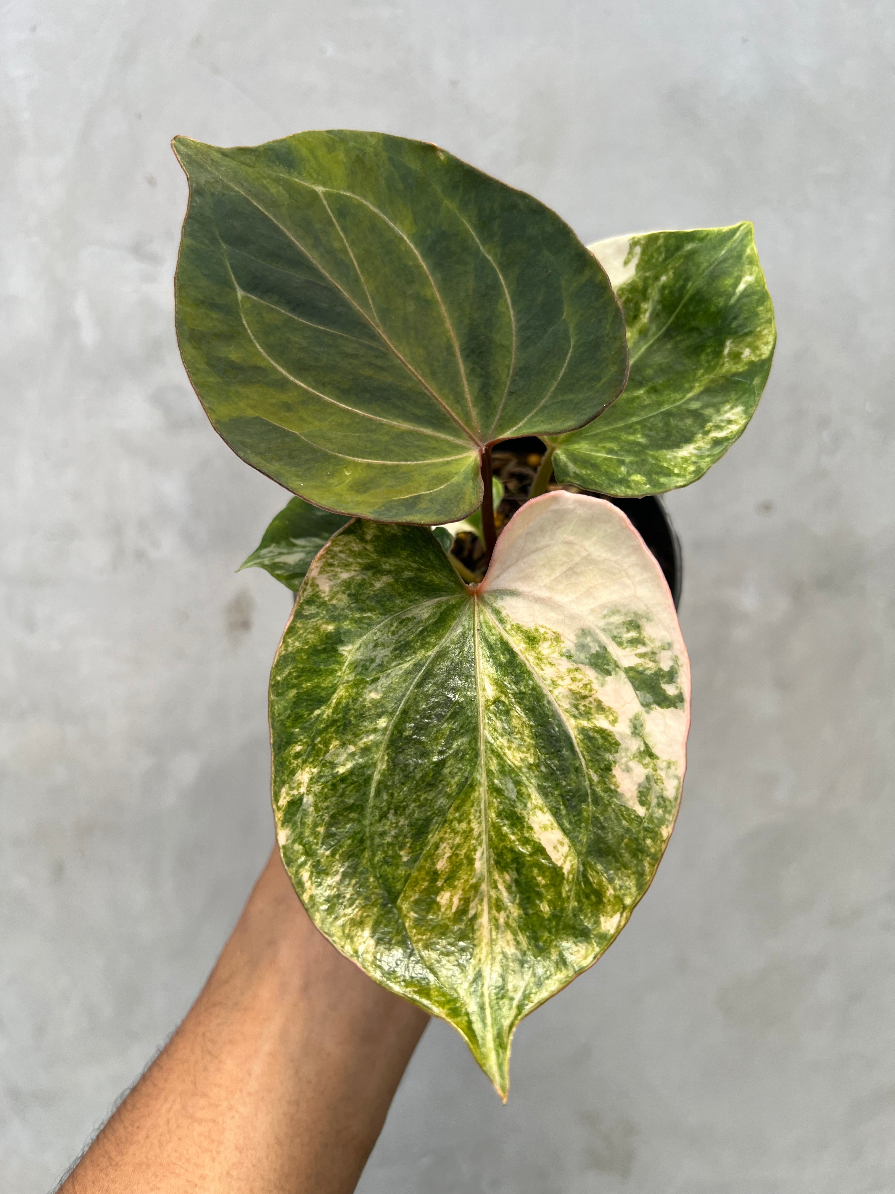 Anthurium King Of Spades Variegated