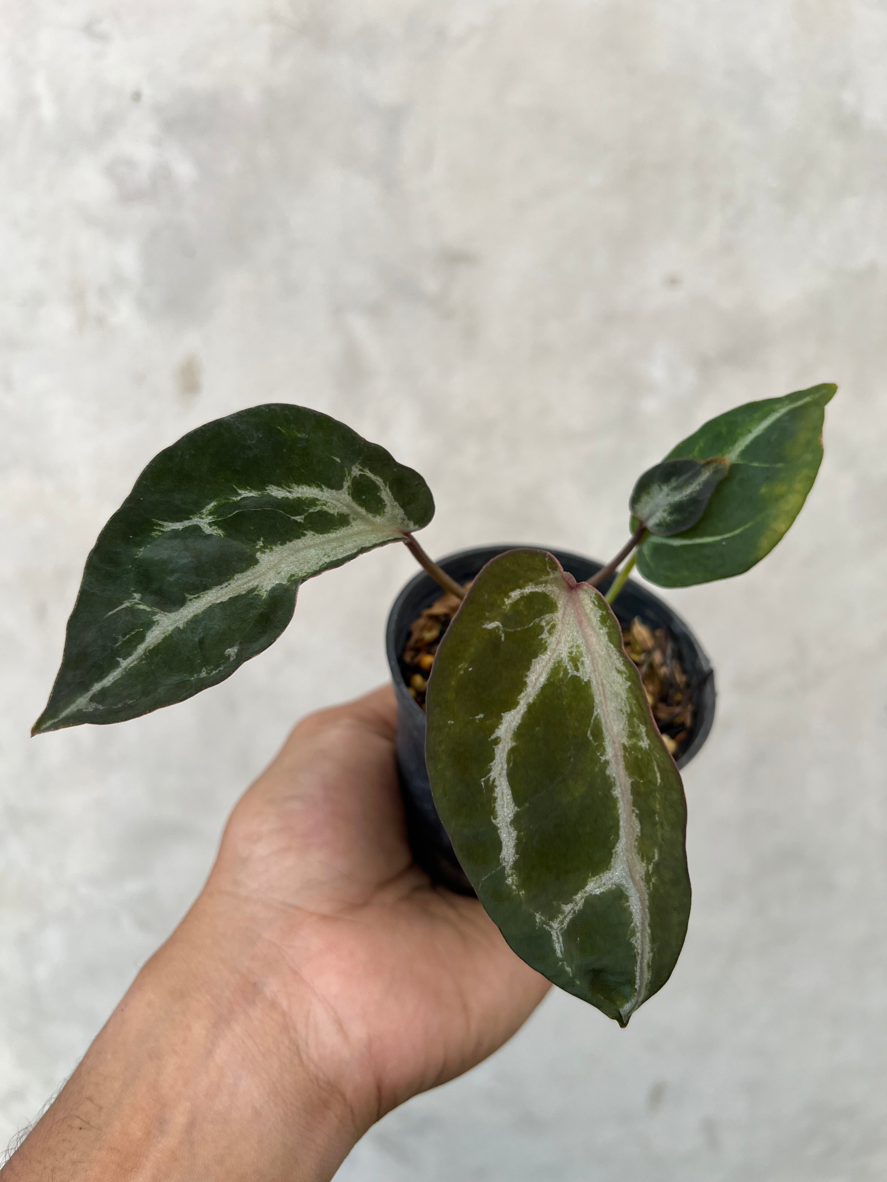 Anthurium Venom