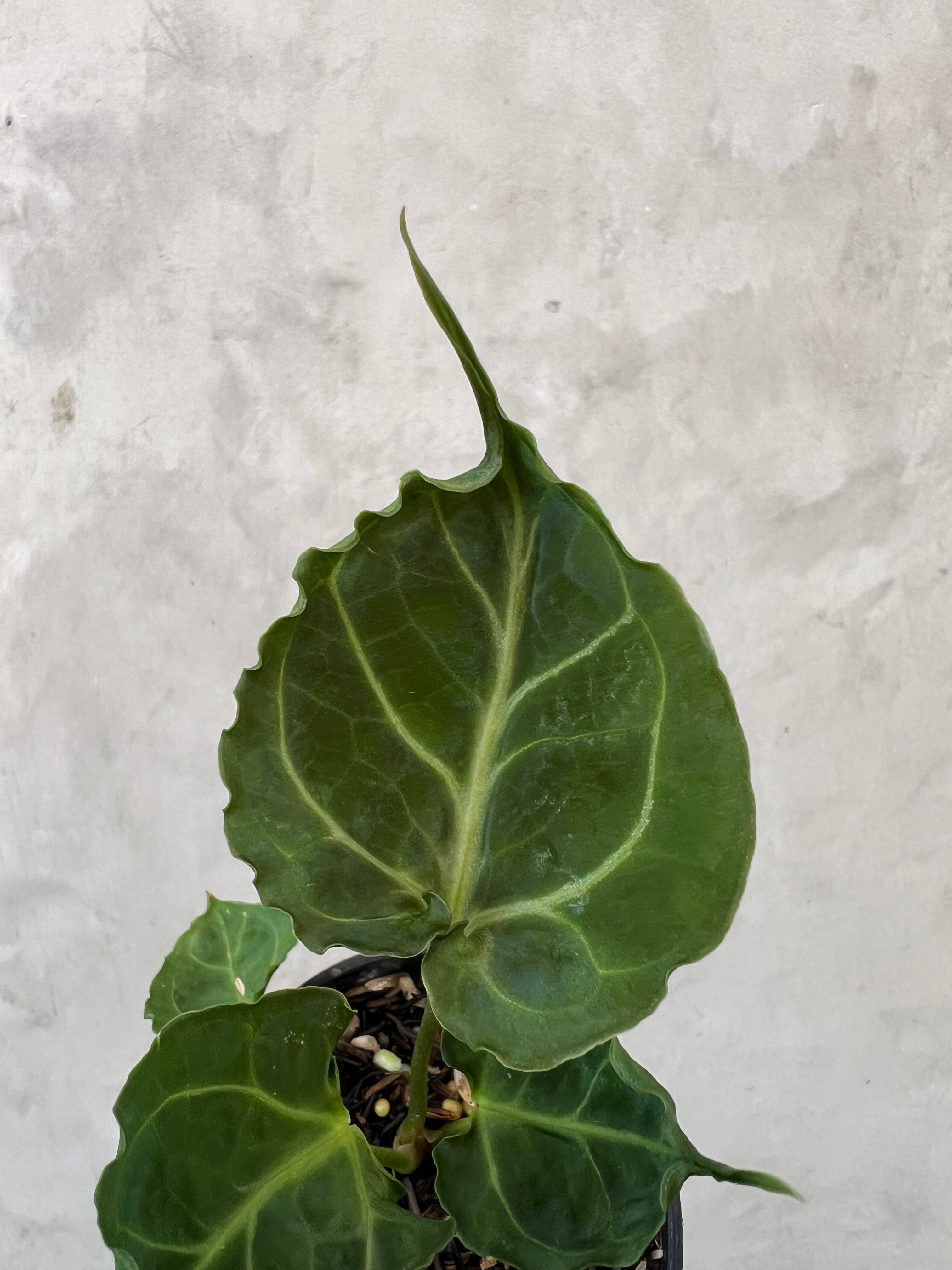 Anthurium Meatball x Ghandiwa Selected