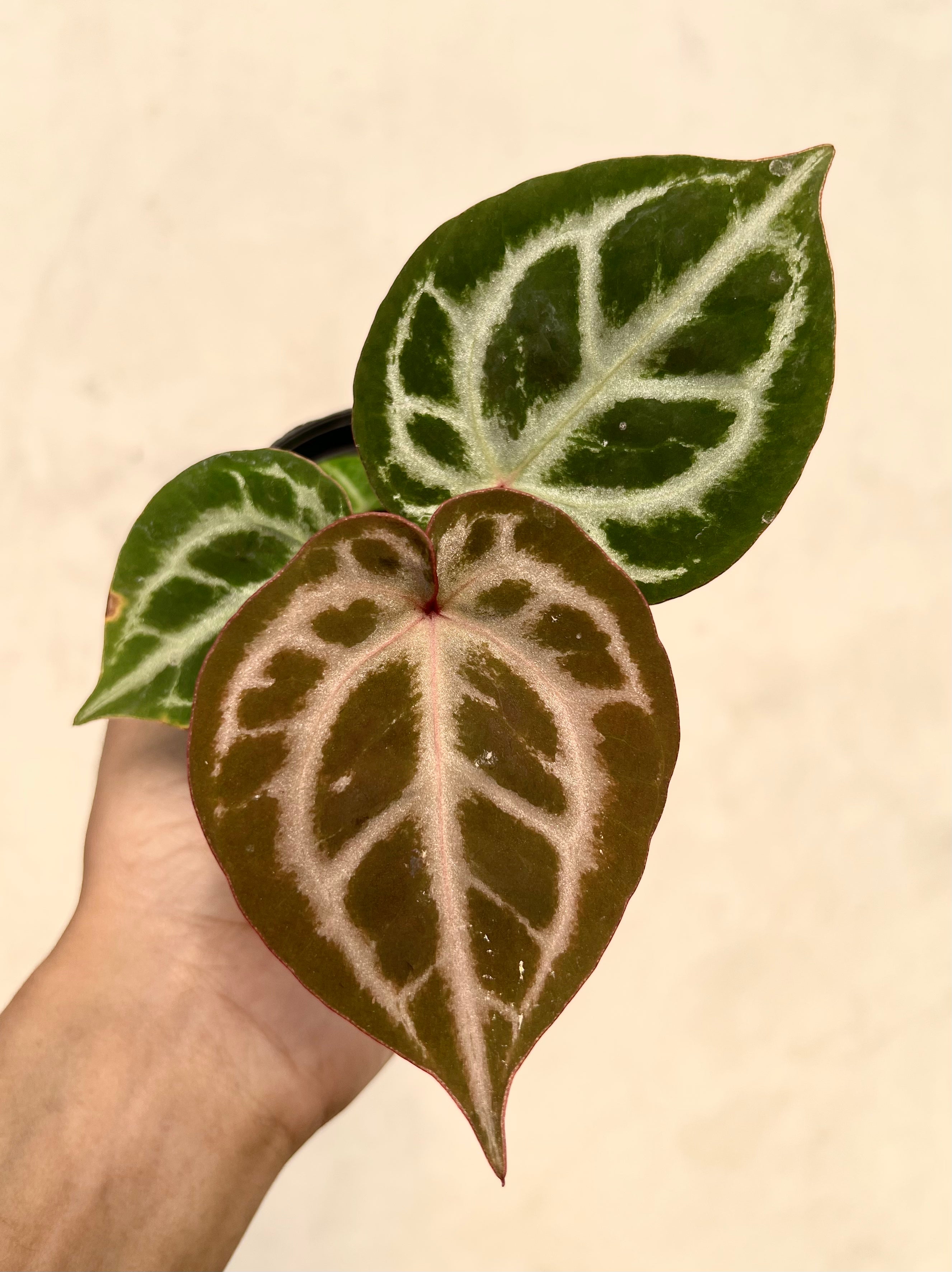 Anthurium (Silver Blush x King of Spdes) x Michelle