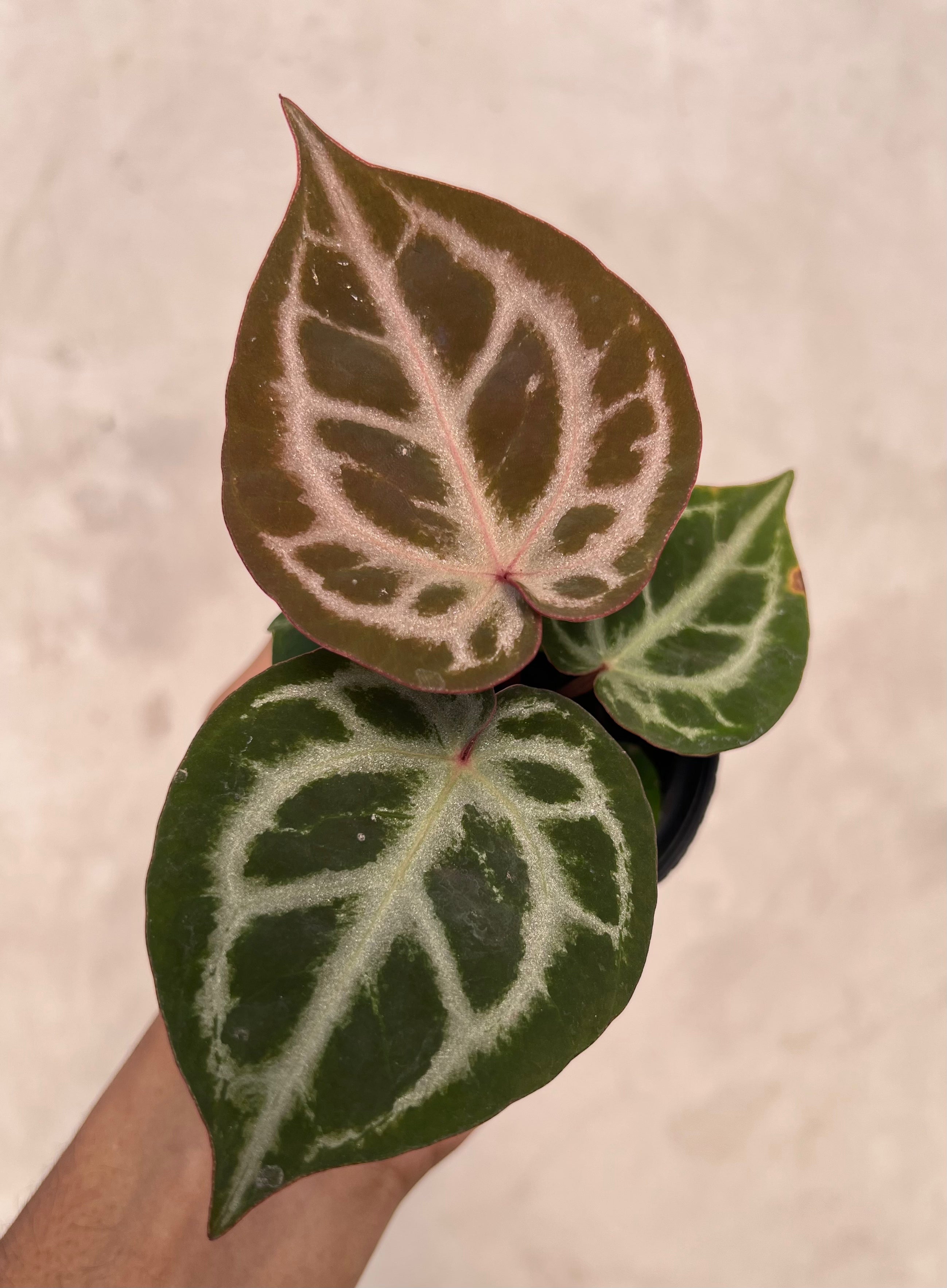 Anthurium (Silver Blush x King of Spdes) x Michelle