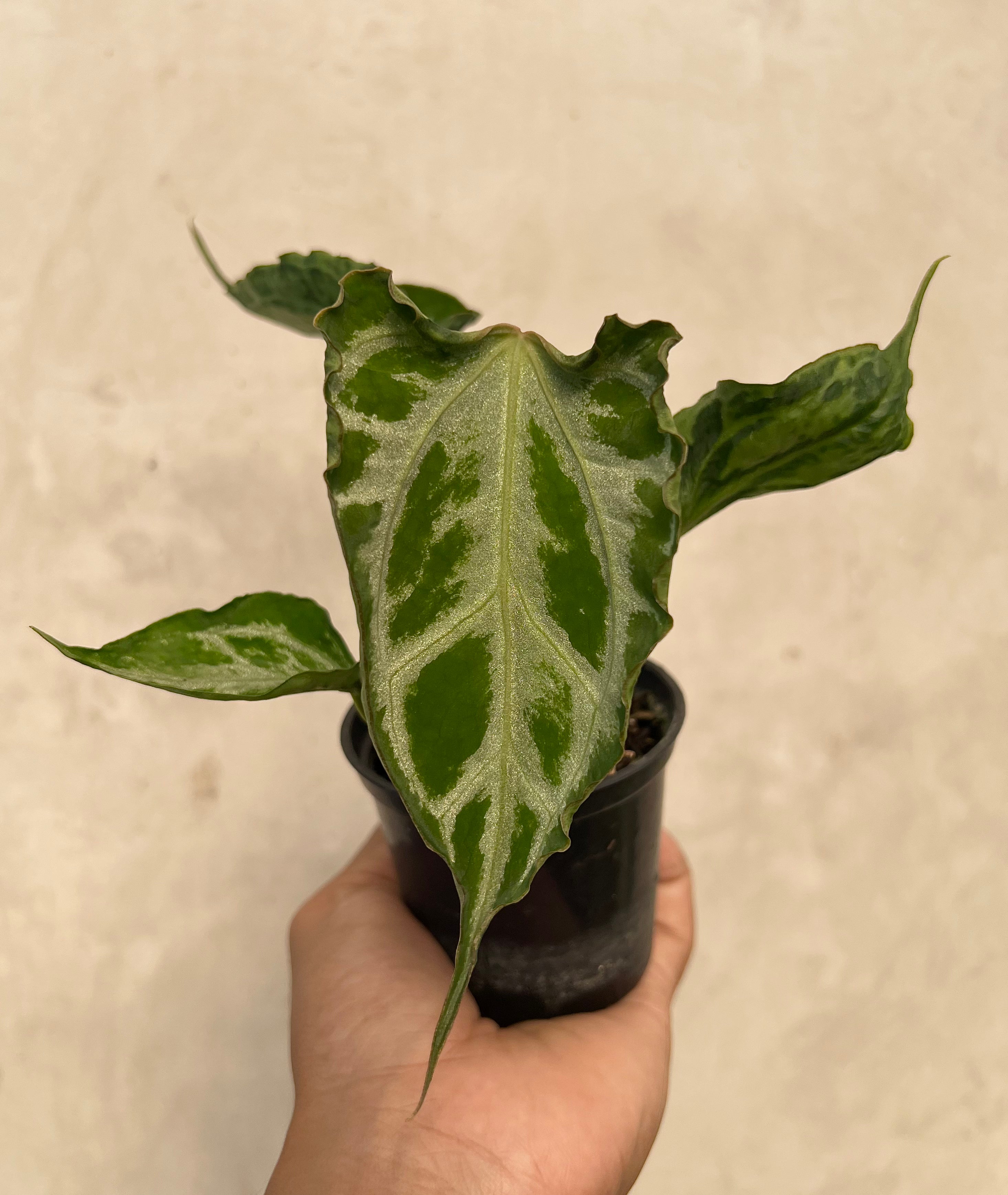 Anthurium Muchlis x Red Crystallinum NSE