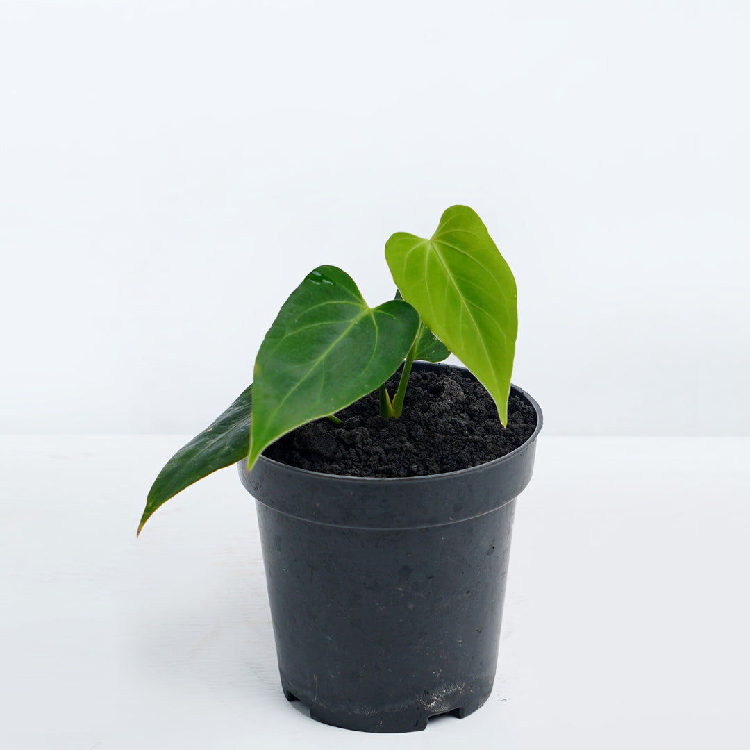 Anthurium King of spades x Waroqrueanum