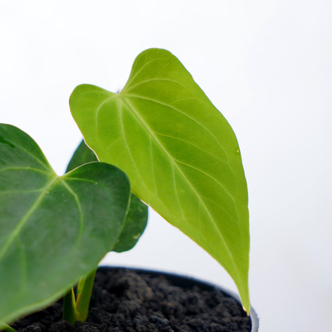 Anthurium King of spades x Waroqrueanum