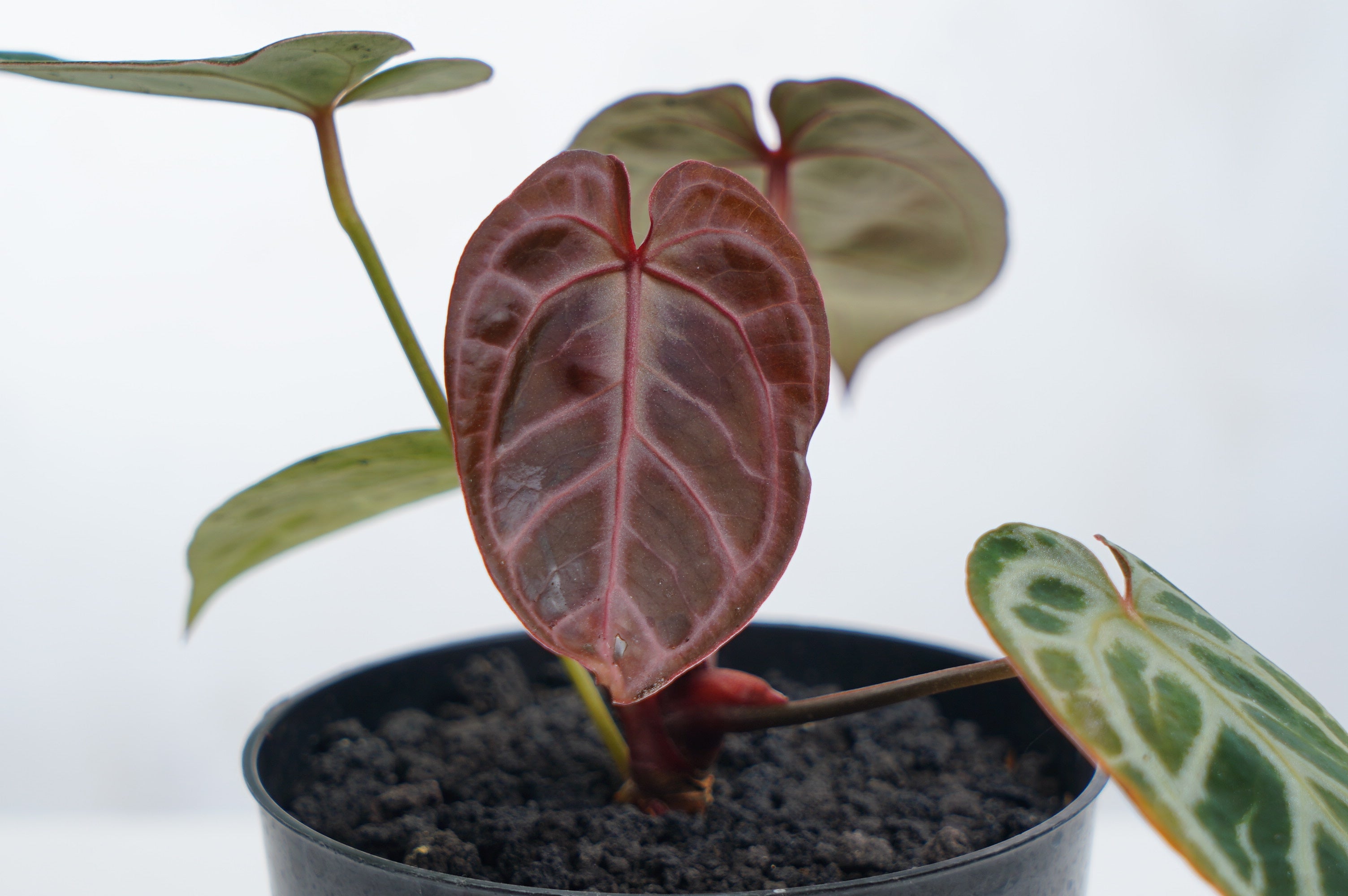 Anthurium Red Tiger