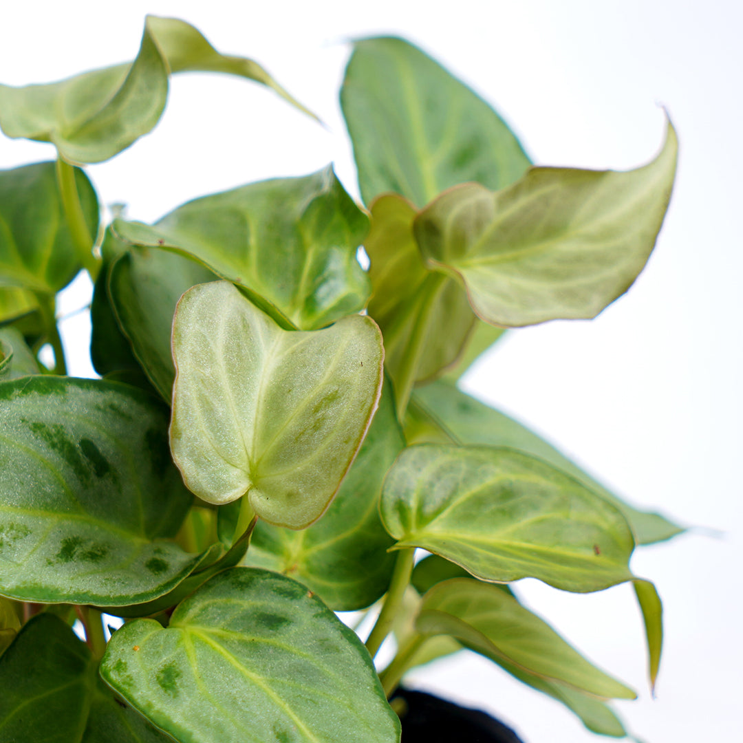 Anthurium Silver minions