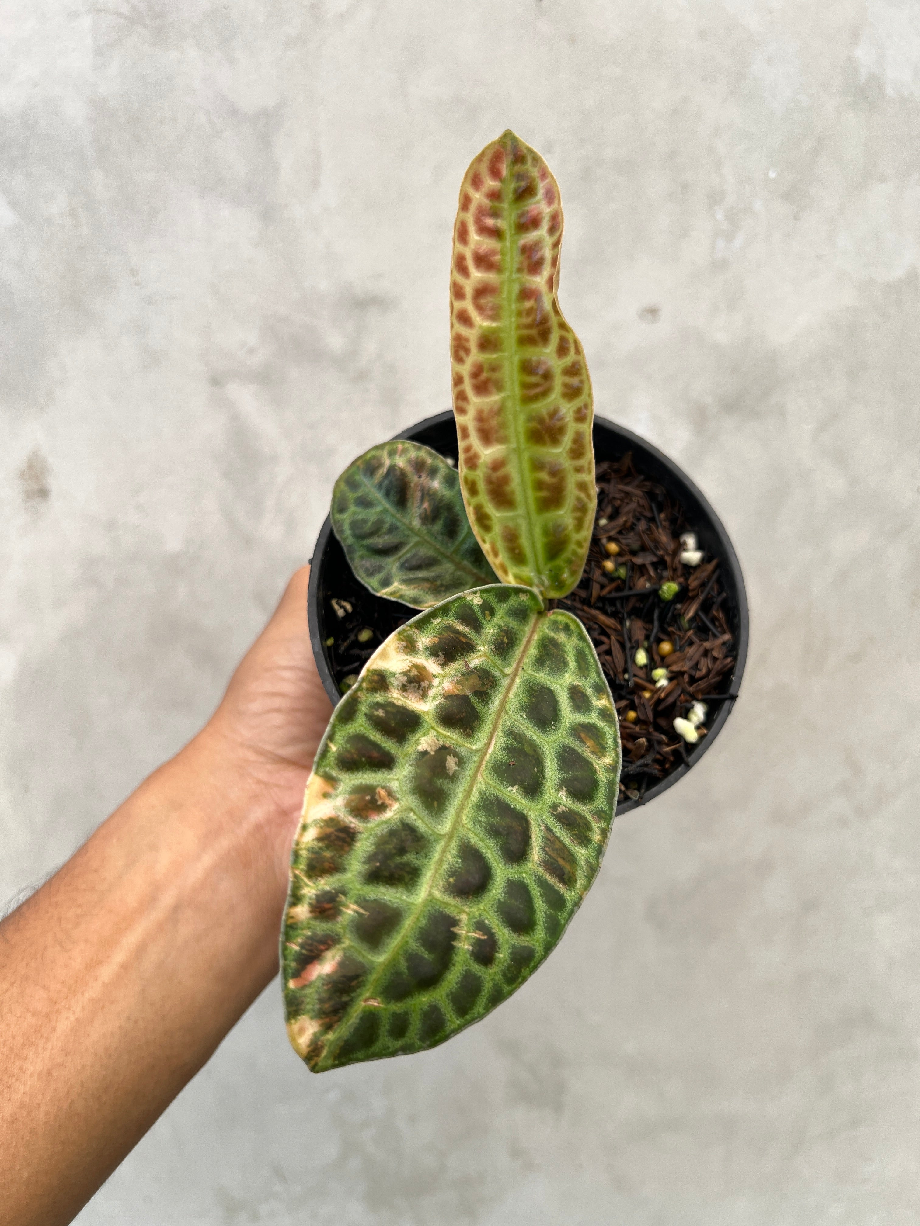 Labisia Turtle Variegated