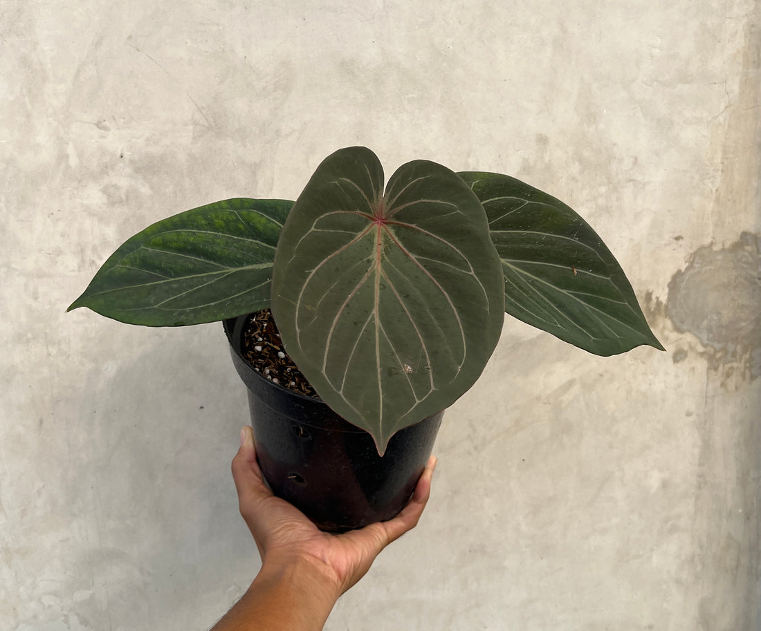 Anthurium King Of Spades Red