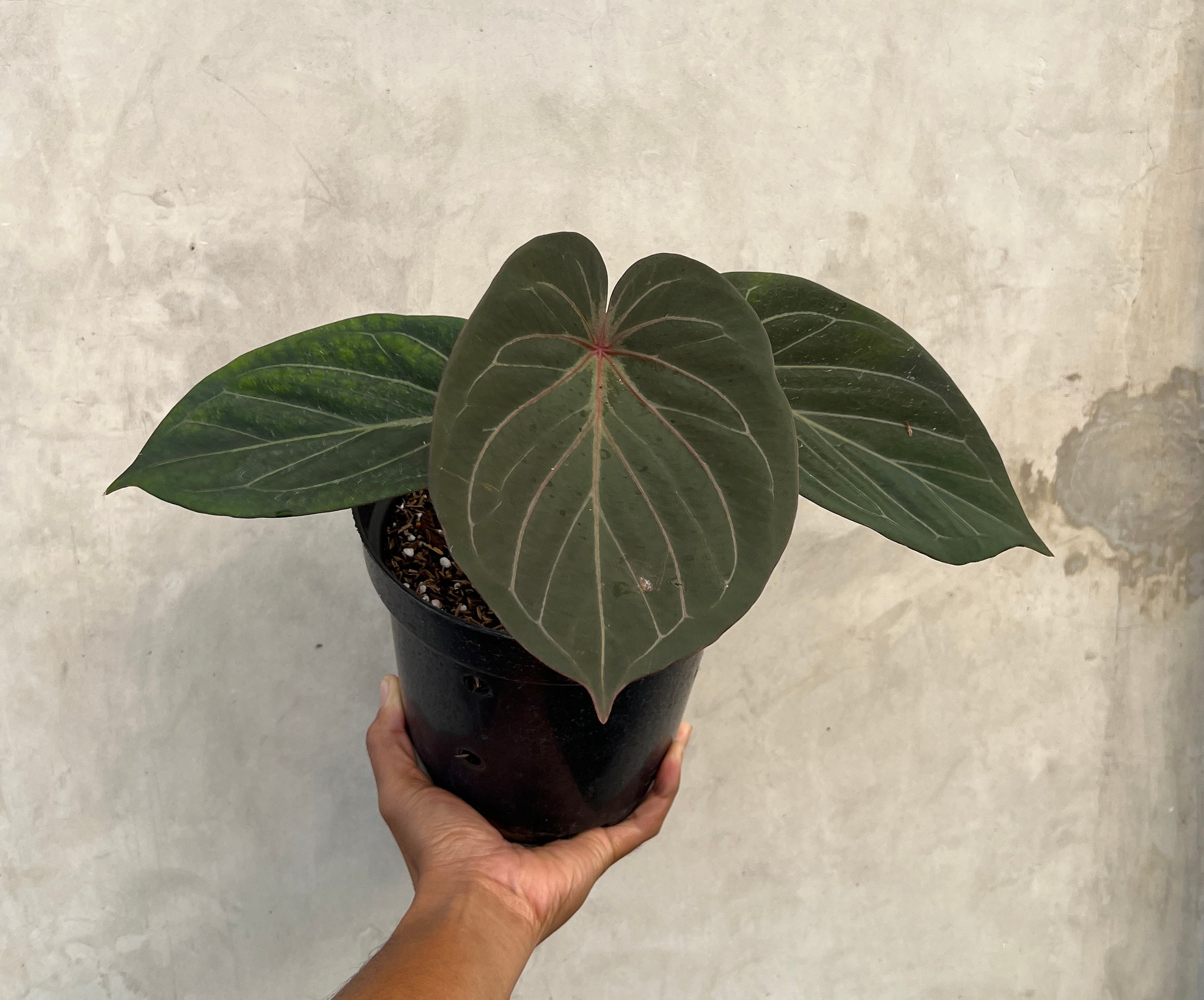 Anthurium King Of Spades Red