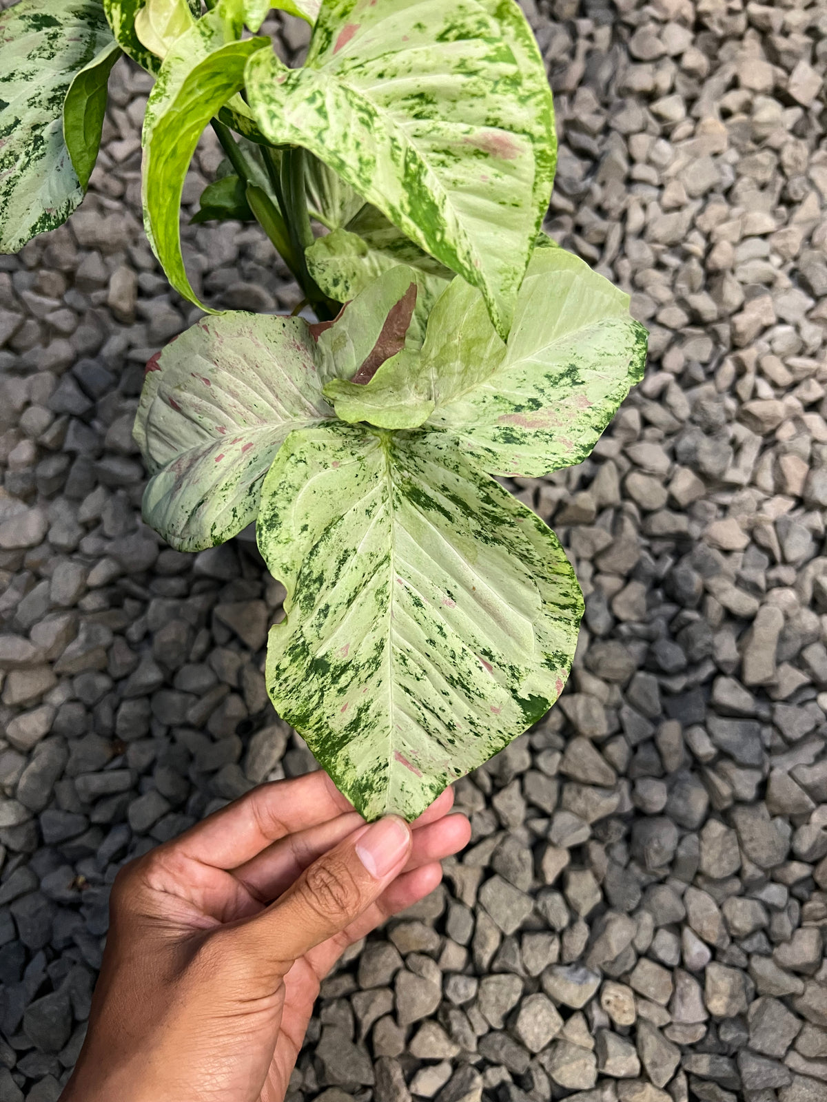 Syngonium Milk confetti tricolor