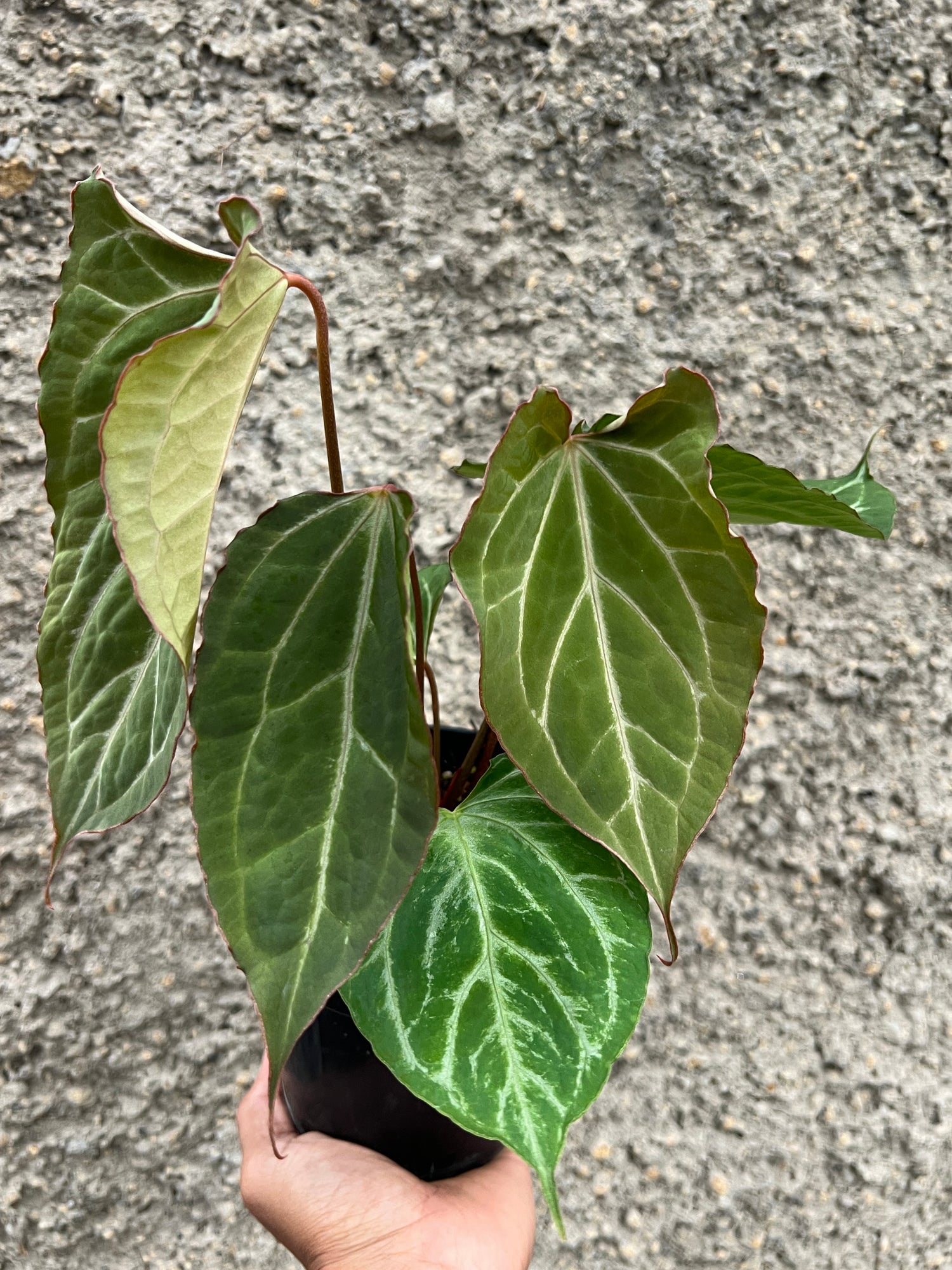 Anthurium Boogie