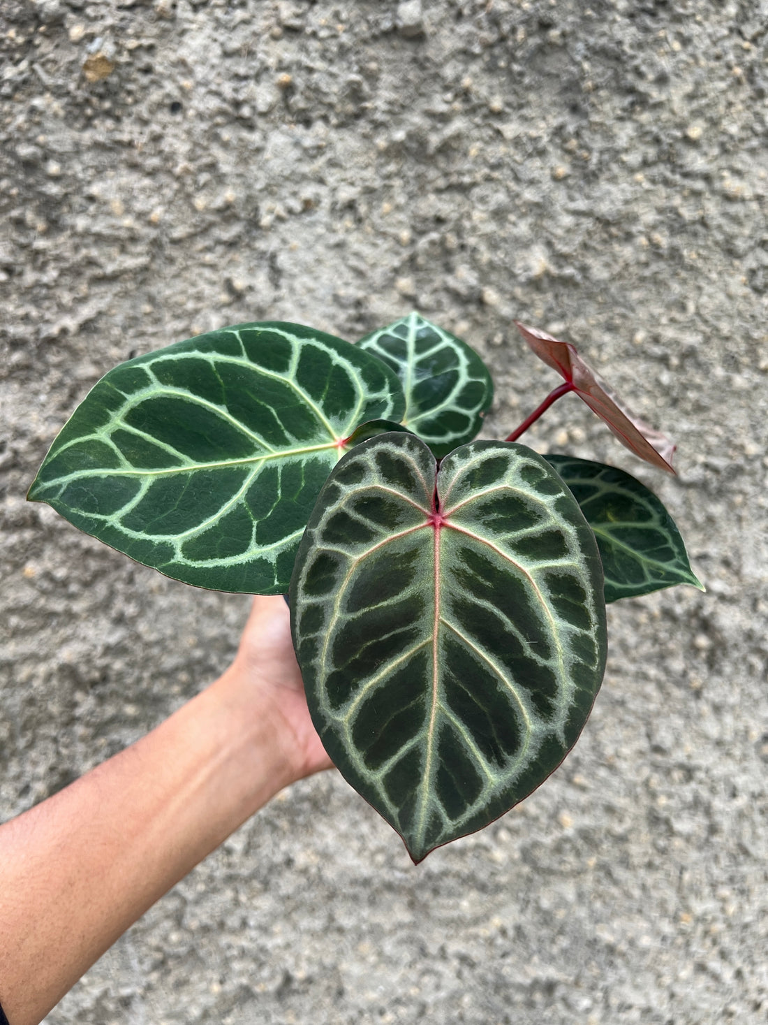 Anthurium Red Tiger Selected