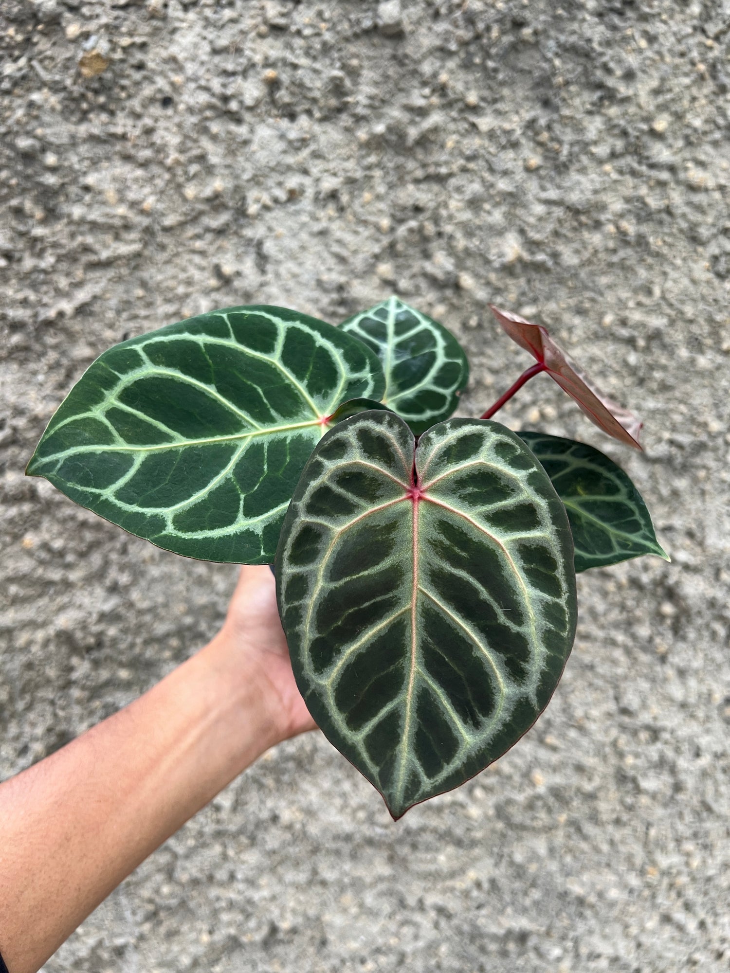 Anthurium Red Tiger Selected