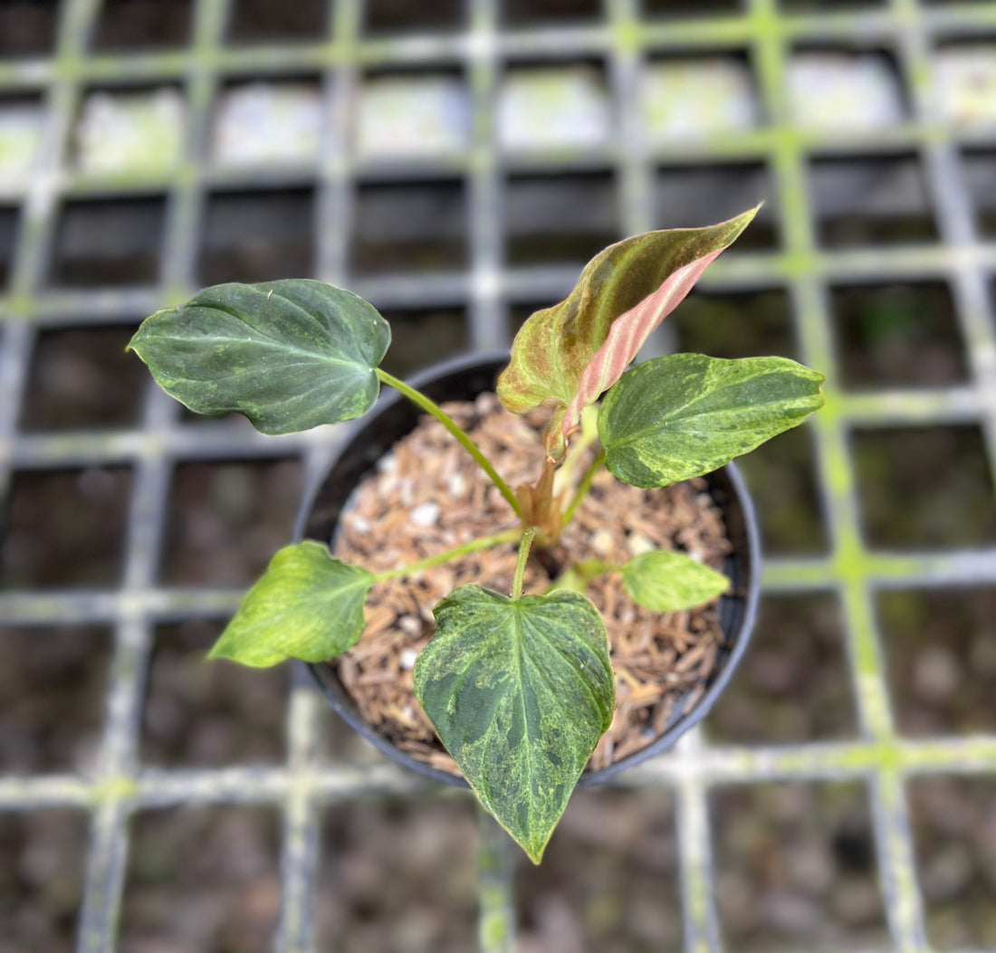 Philodendron Verrucosum Mint Variegated