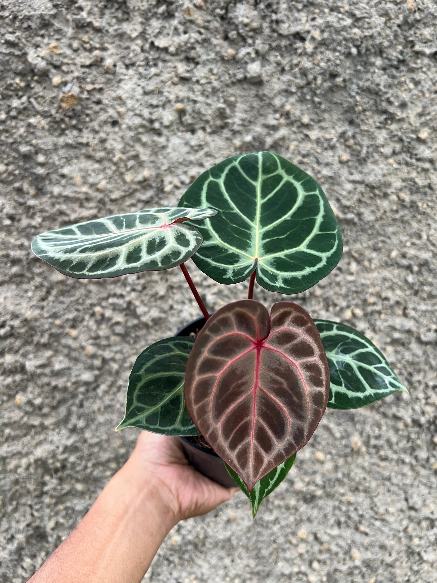 Anthurium Red Tiger Selected