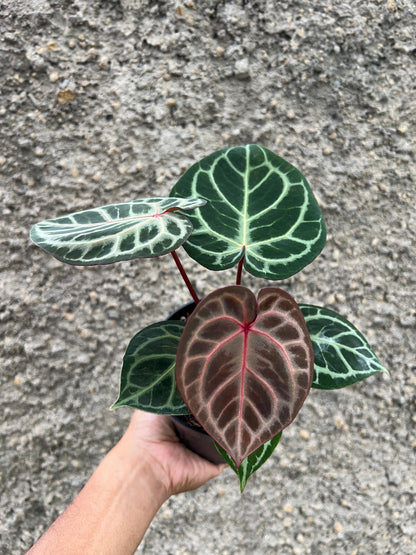 Anthurium Red Tiger Selected