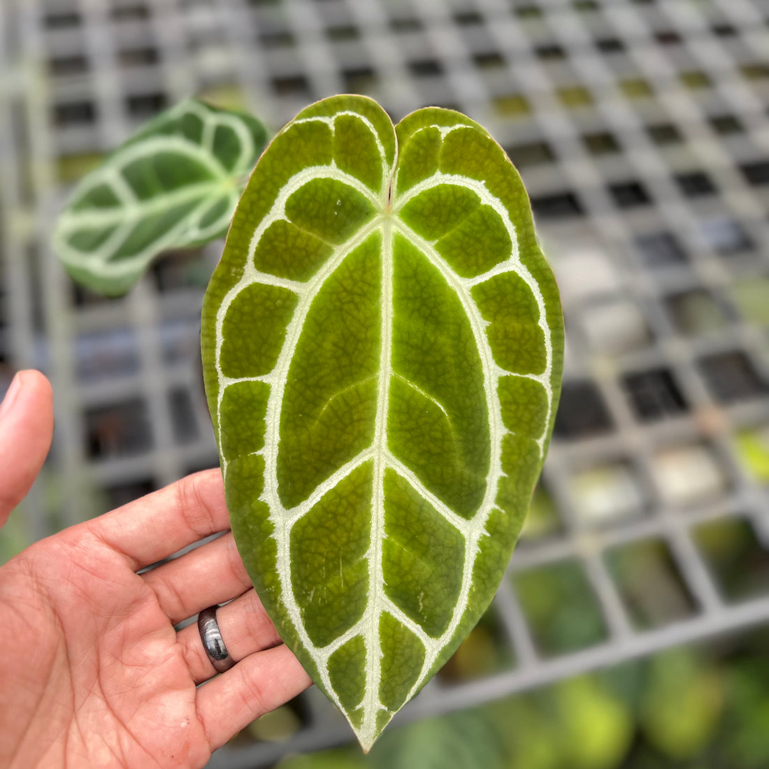 Anthurium Crystallinum Minahasa