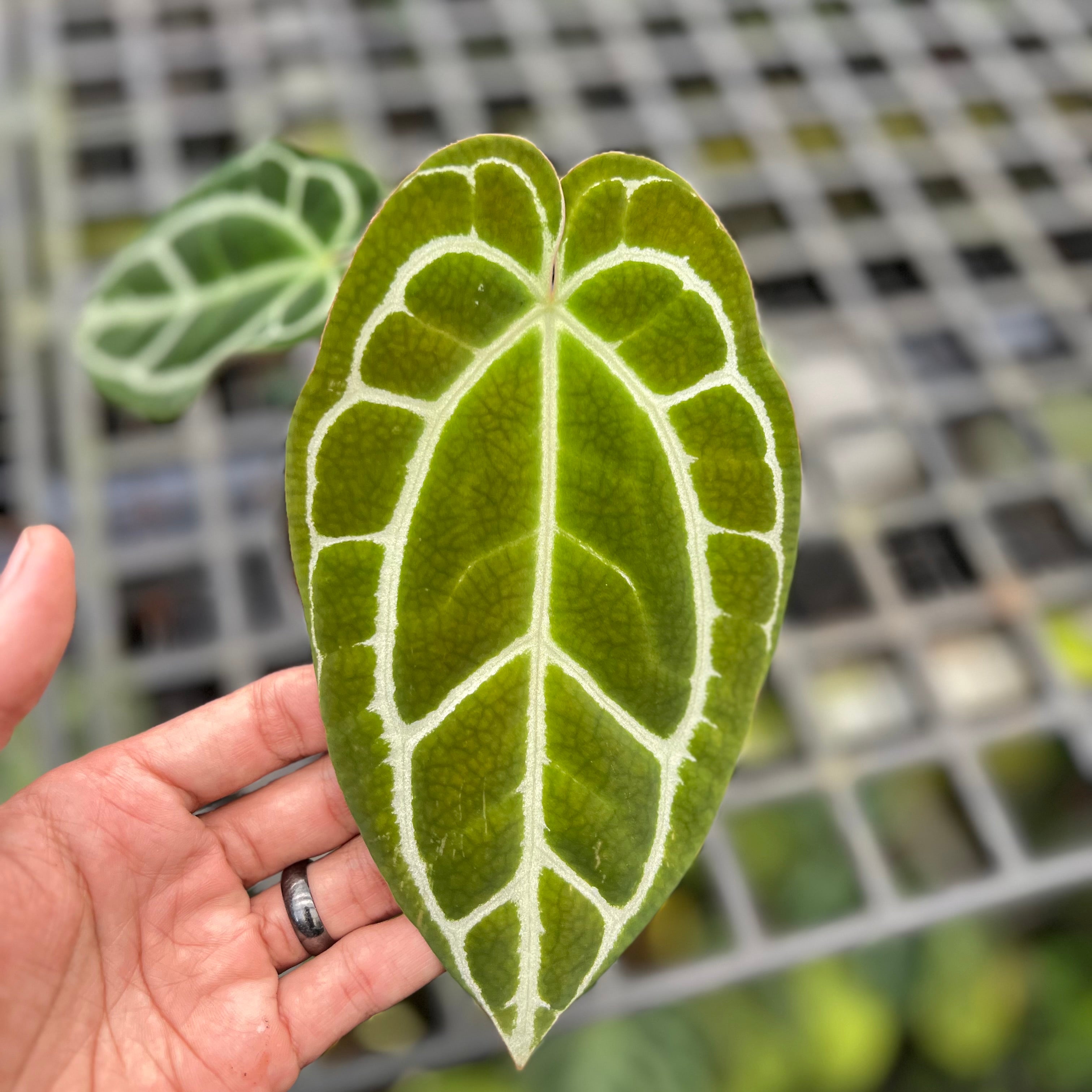 Anthurium Crystallinum Minahasa