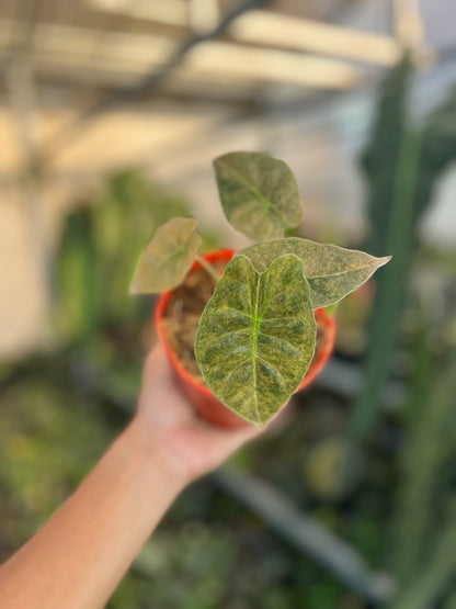 Alocasia Golden Bone Variegated