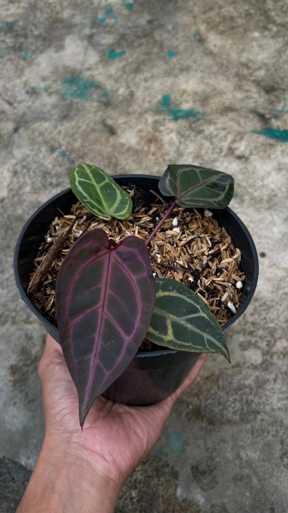 Anthurium Zara Michelle x Zara Michelle