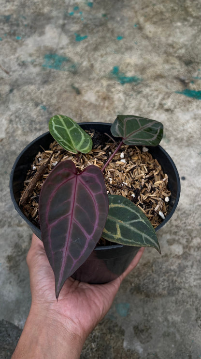 Anthurium Zara Michelle x Zara Michelle
