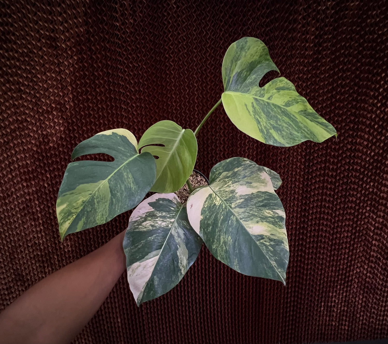 Monstera Yellow Variegated (Marmorata)