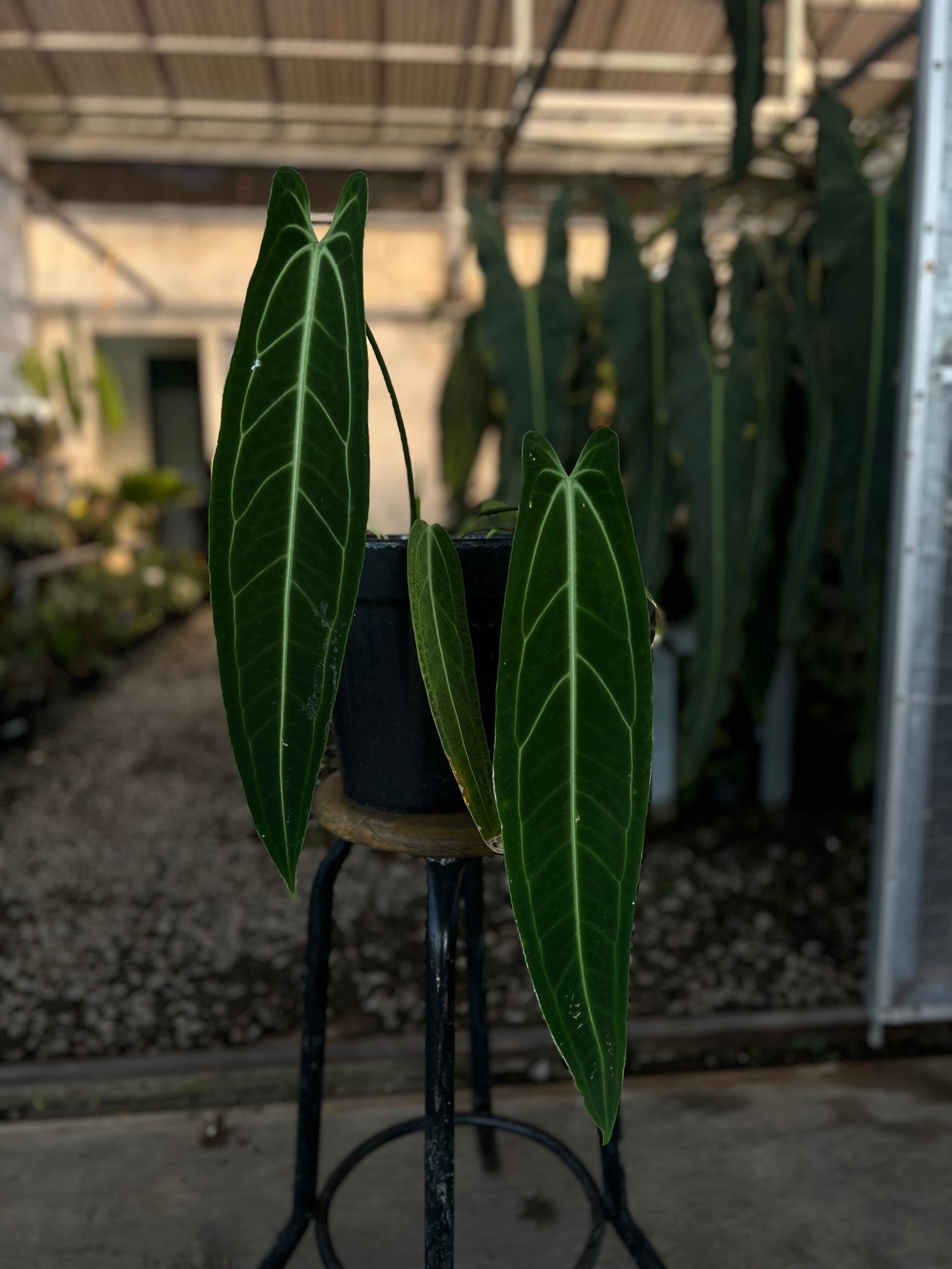Anthurium warocqueanum Dark Form medium size