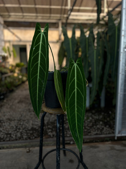 Anthurium warocqueanum Dark Form medium size