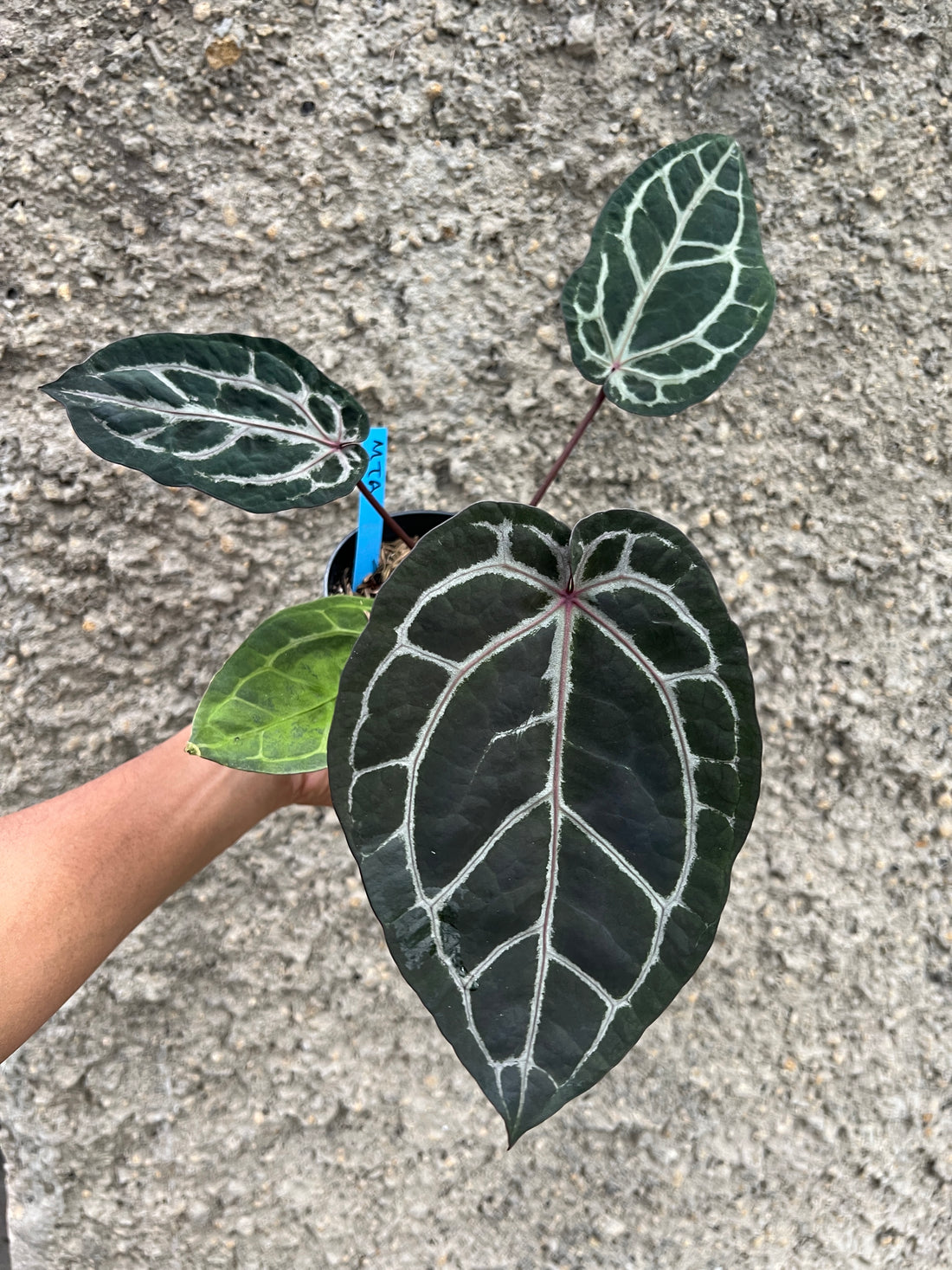 Anthurium Memoriam Team Anderson (MTA)
