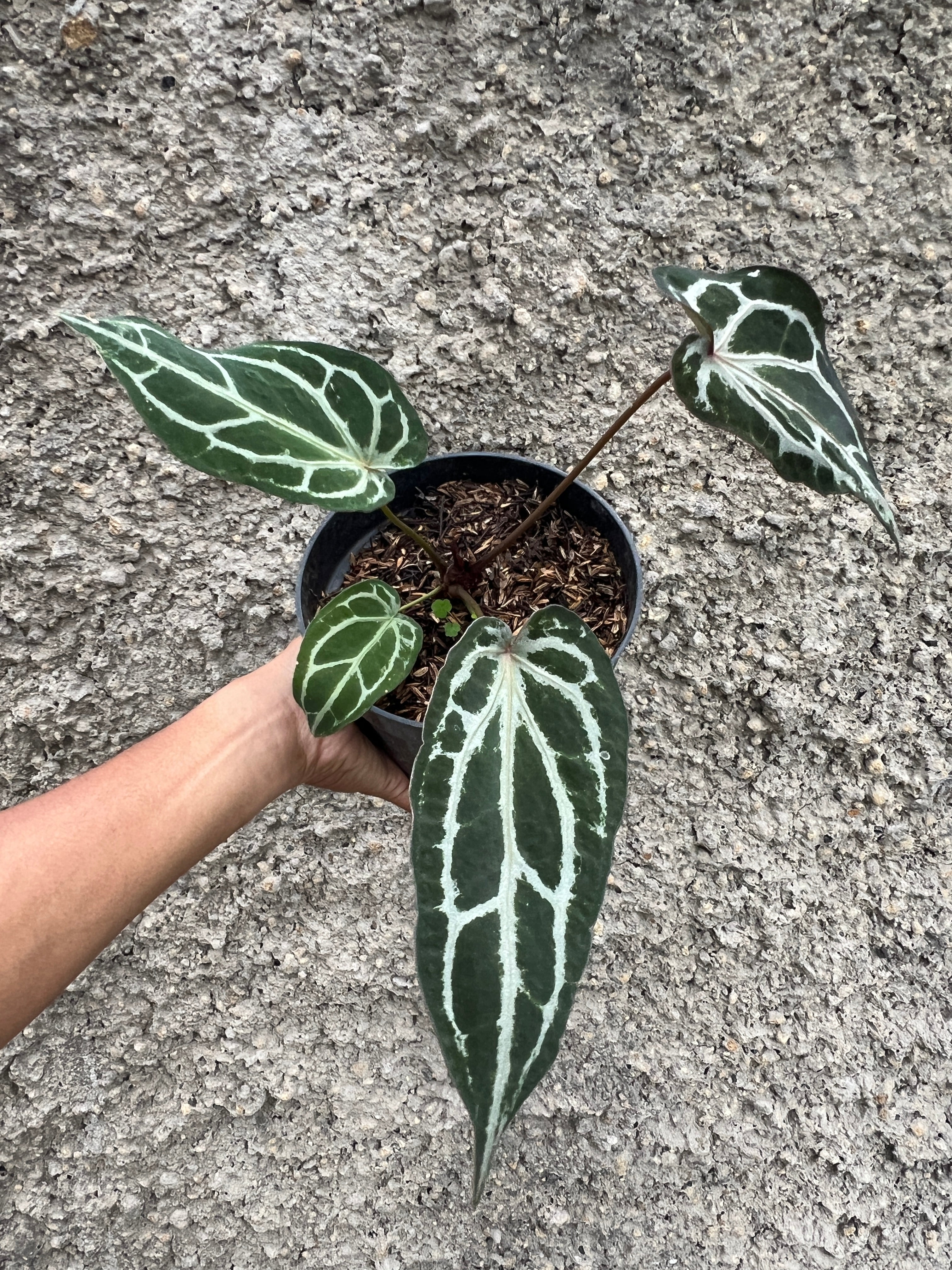 Anthurium Purple Venom