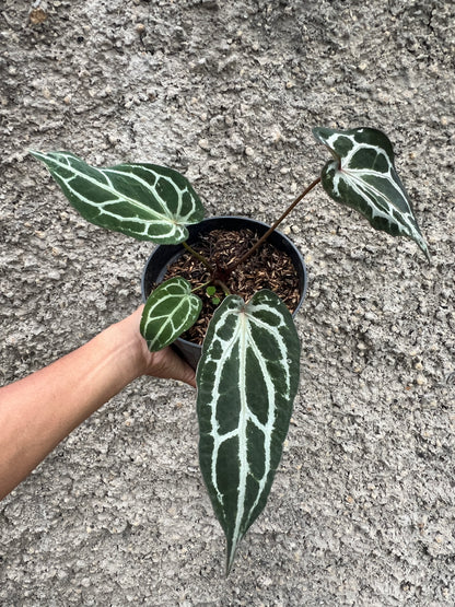 Anthurium Purple Venom