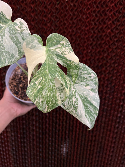 Monstera Cartoon Variegated