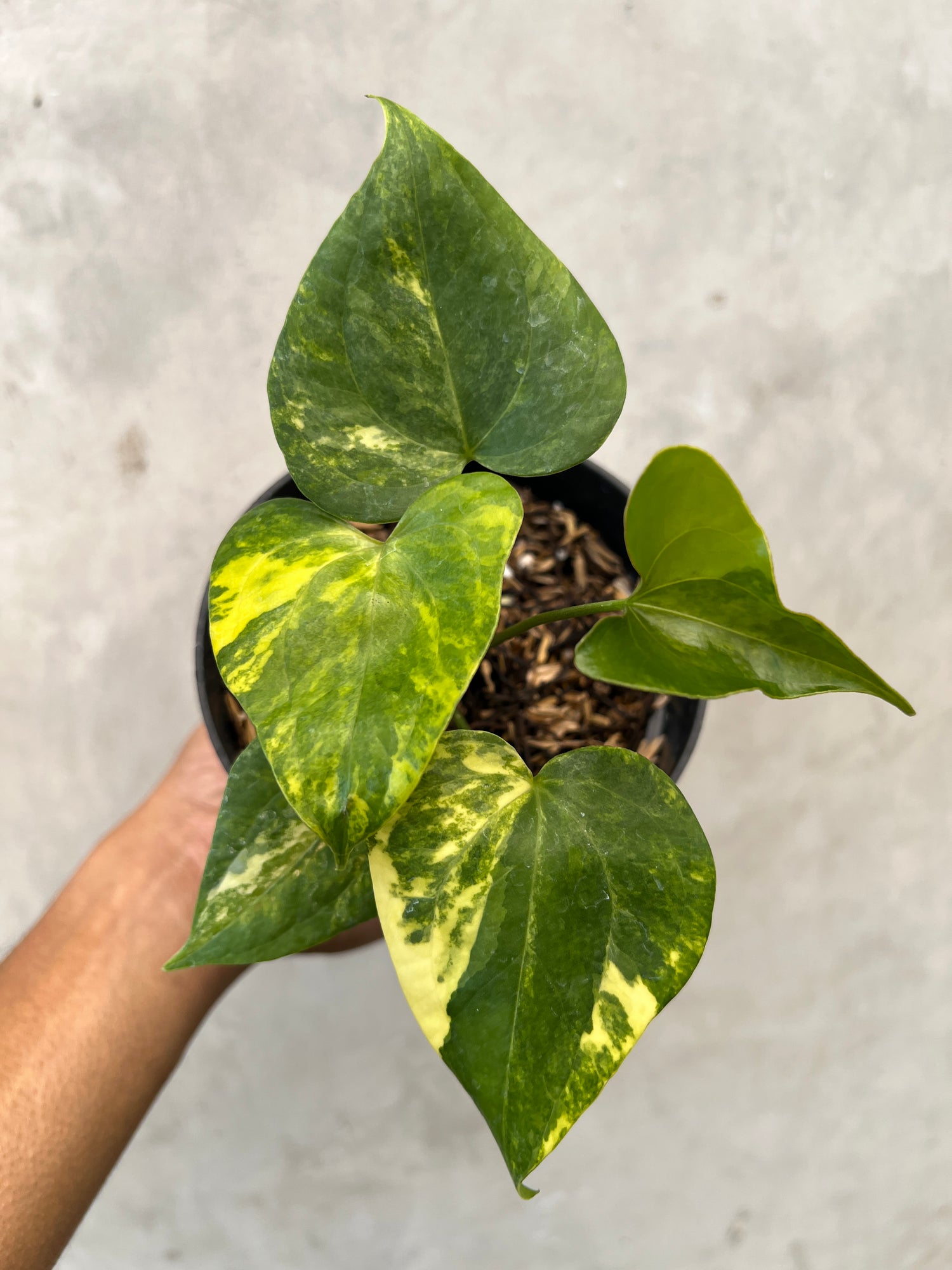 Anthurium Pterodactyl Varigated