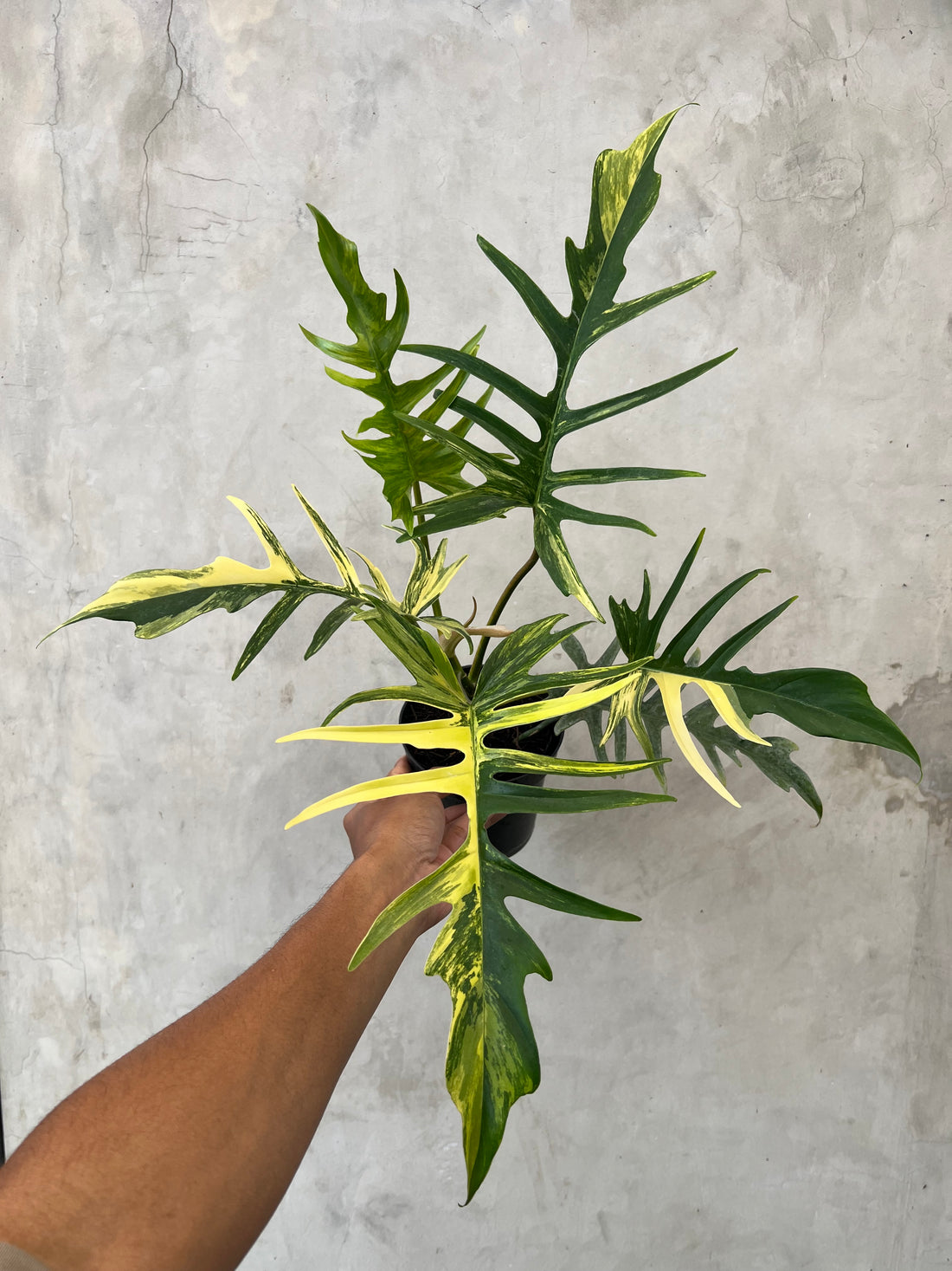 Philodendron Florida beauty x Tortum