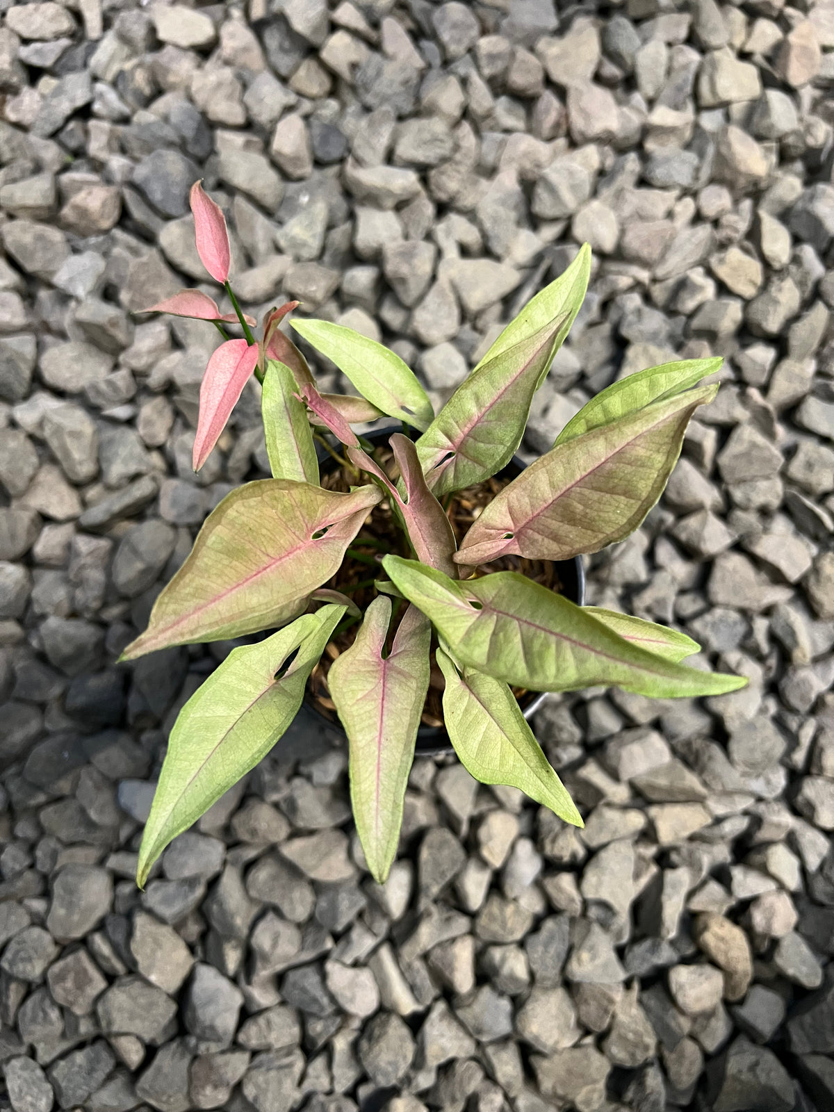 Syngonium T1510